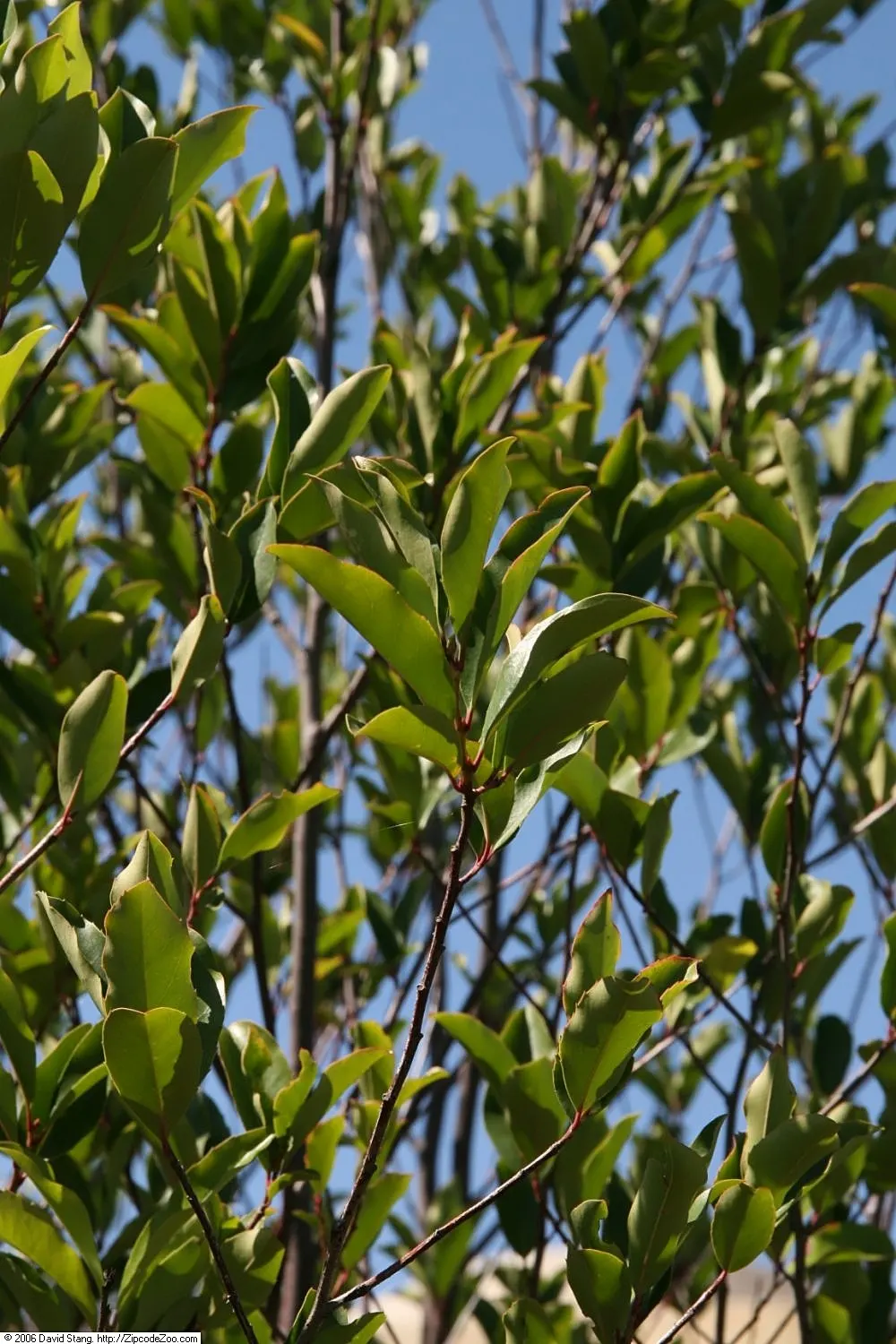 Carolina Laurel Cherry (Prunus Caroliniana) — typically reaching 15-20 feet in height with a 10-15-foot spread; which measure about 2 to 4 inches long and have