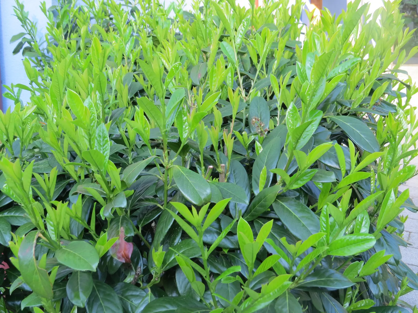 Carolina Laurel Cherry (Prunus Caroliniana) — providing year-round foliage and seasonal interest