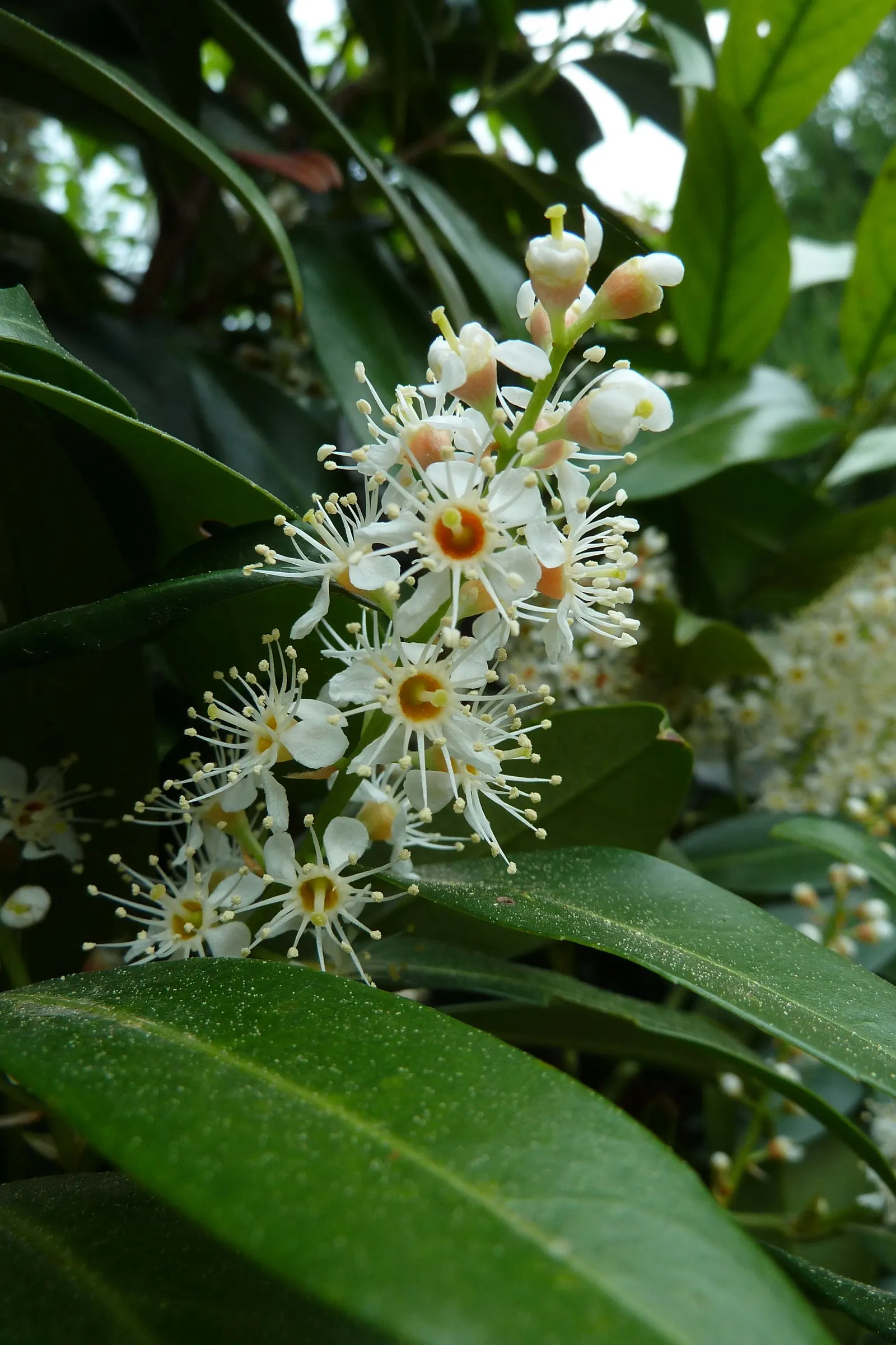 Carolina Laurel Cherry (Prunus Caroliniana) — is an evergreen shrub or small tree; this hardy native provides excellent screening and resists deer
