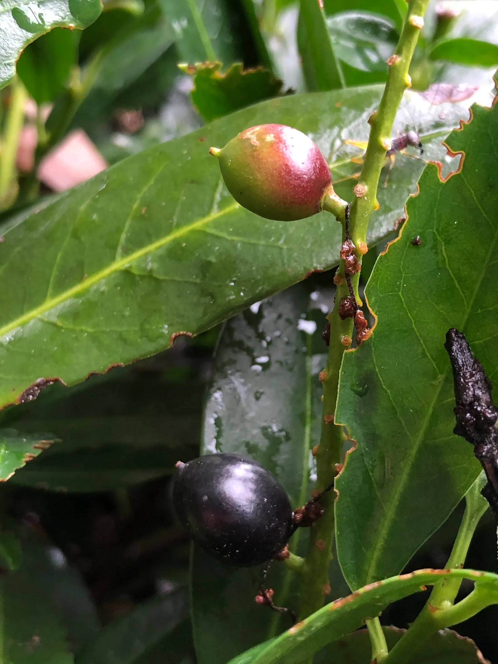 Carolina Laurel Cherry (Prunus Caroliniana) — the Carolina Laurel Cherry is an elegant addition to any landscape