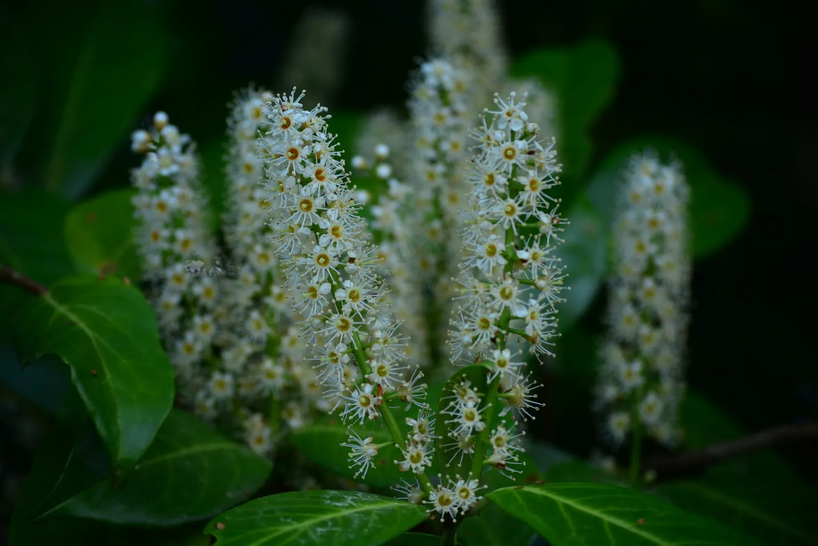 Carolina Laurel Cherry (Prunus Caroliniana) — tree for full
