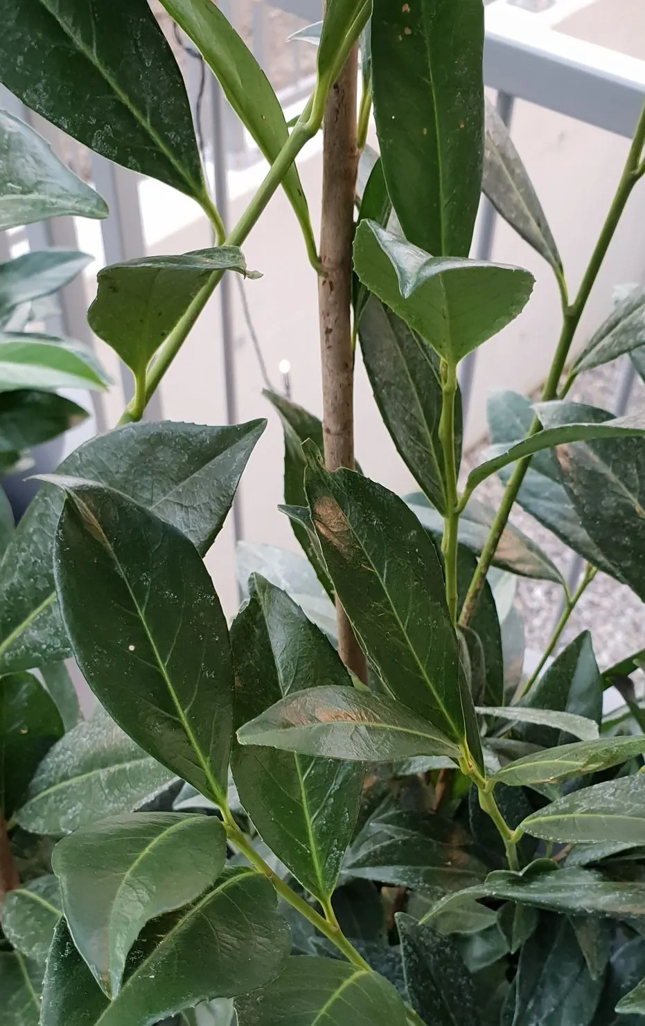 Carolina Laurel Cherry (Prunus Caroliniana) — the plant produces attractive white to cream-colored