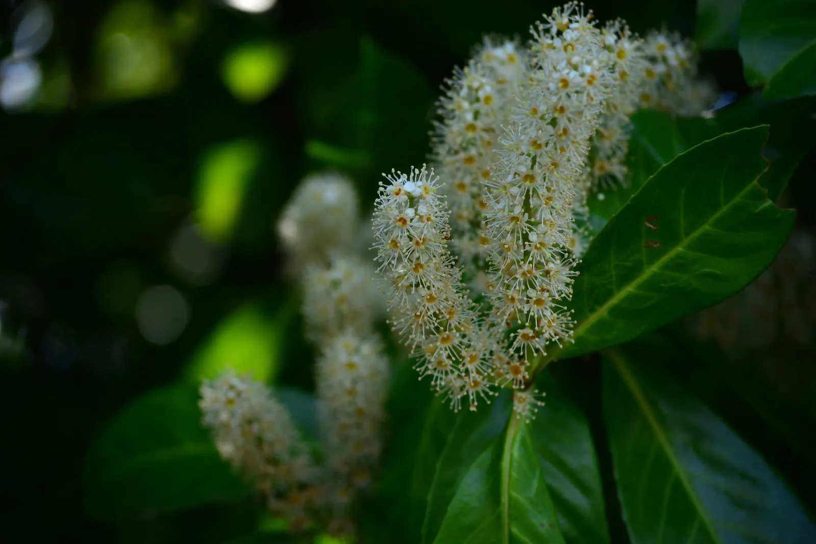 Carolina Laurel Cherry (Prunus Caroliniana) — with a spread of 10 to 20 feet