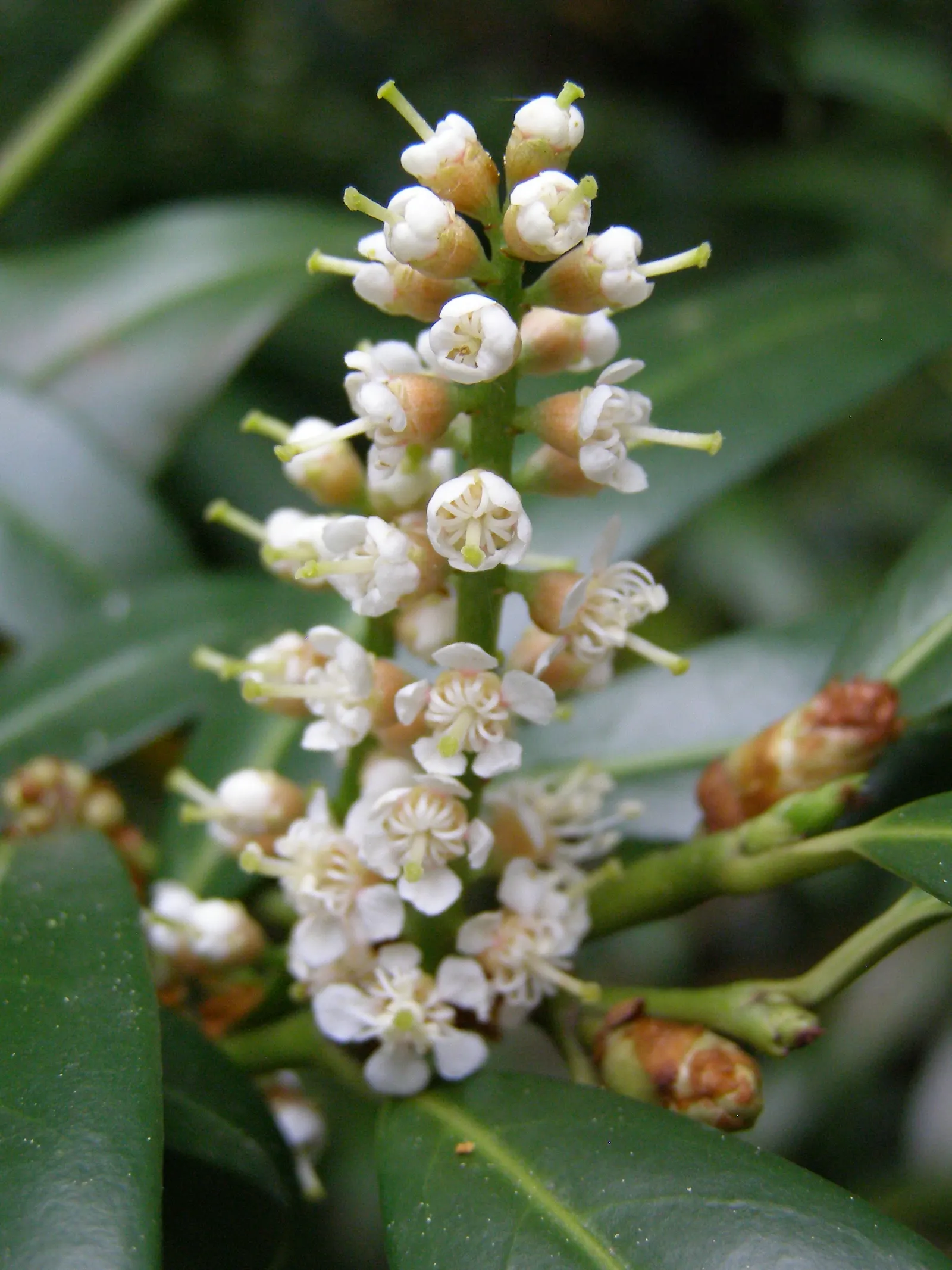 Carolina Laurel Cherry (Prunus Caroliniana) — is an evergreen shrub or small tree