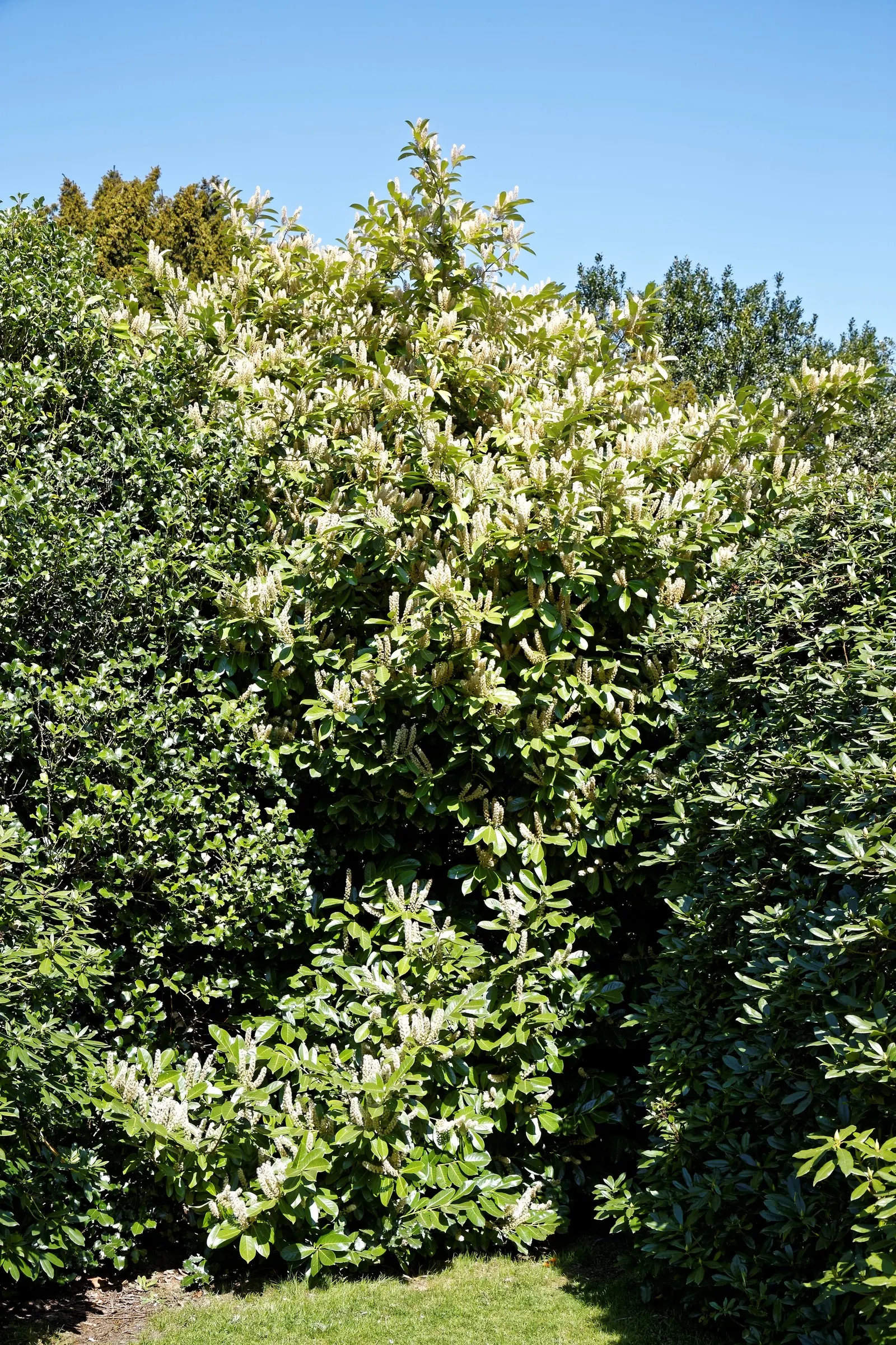 Carolina Laurel Cherry (Prunus Caroliniana) — forming in dense racemes 2 to 3 inches long
