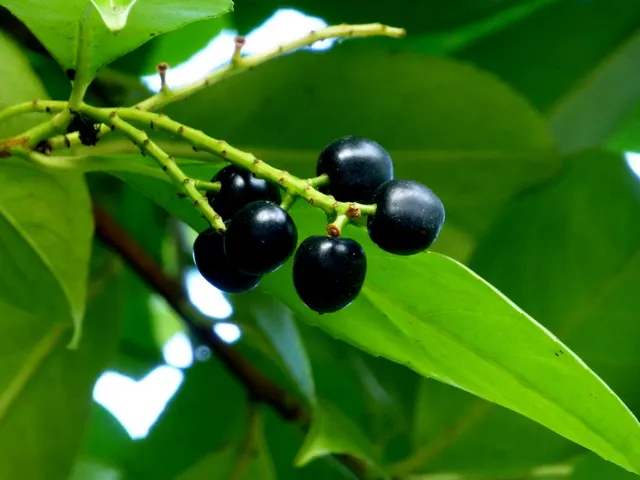 Carolina Laurel Cherry (Prunus Caroliniana) — tree with white blooms