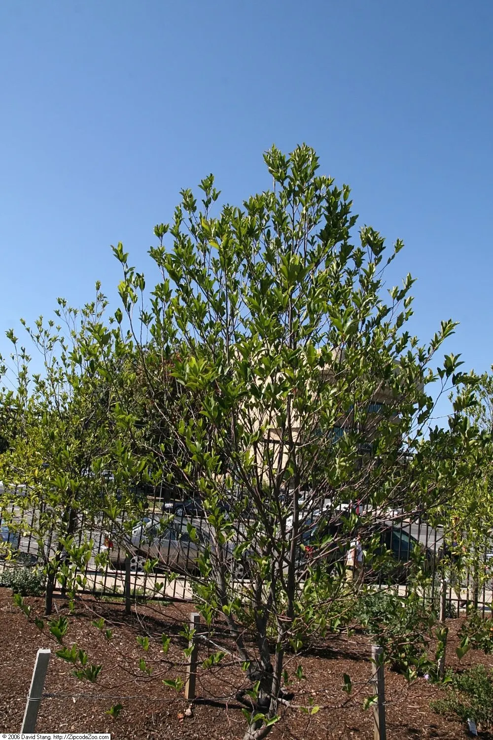 Carolina Laurel Cherry (Prunus Caroliniana) — This versatile species can grow to a mature height of 15 to 30 feet