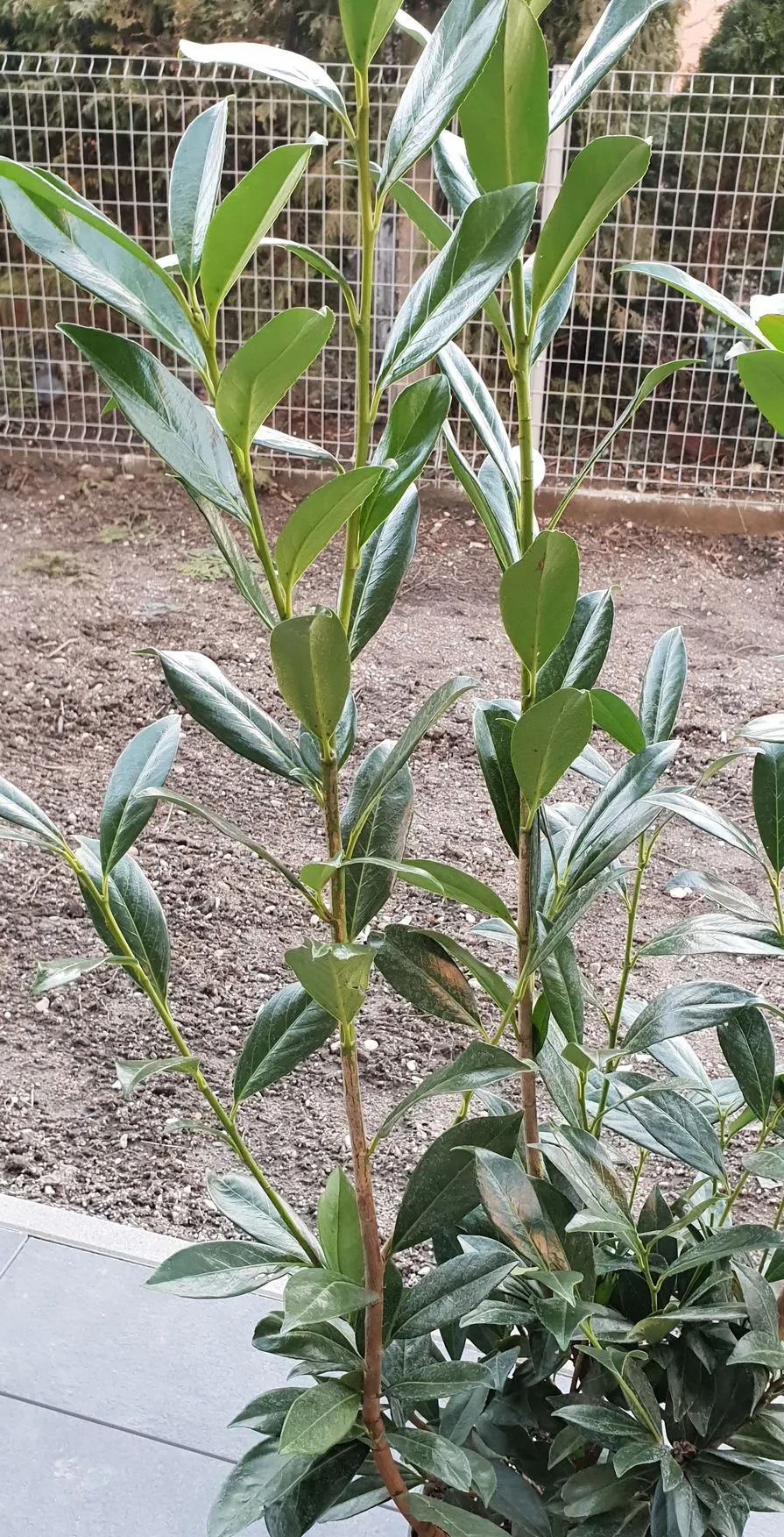 Carolina Laurel Cherry (Prunus Caroliniana) — In late winter to early spring