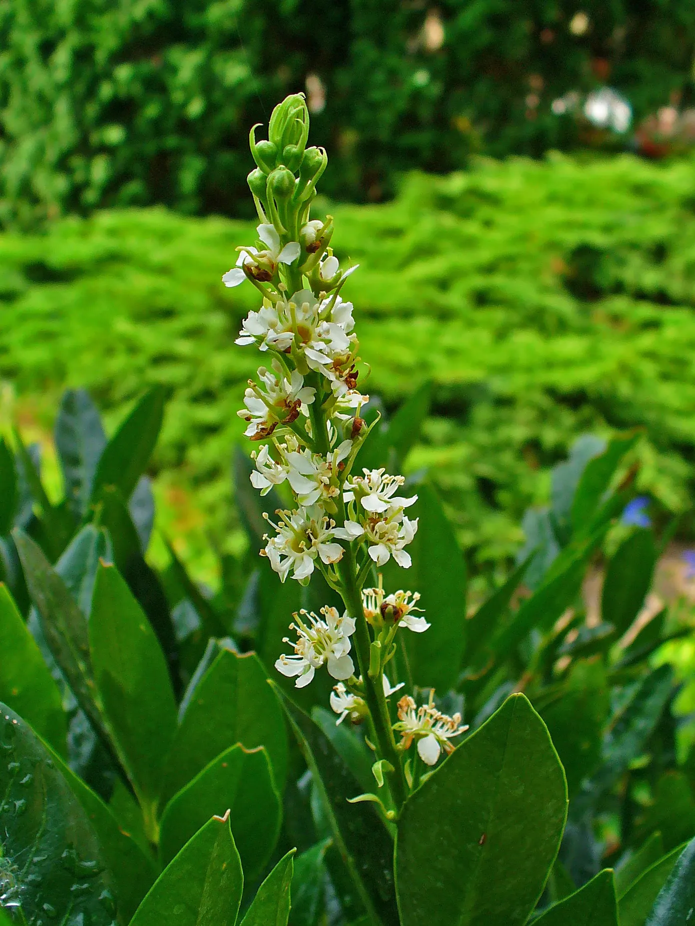 Carolina Laurel Cherry (Prunus Caroliniana) — It boasts glossy dark green leaves and fragrant white spring flowers, followed by black summer cherries