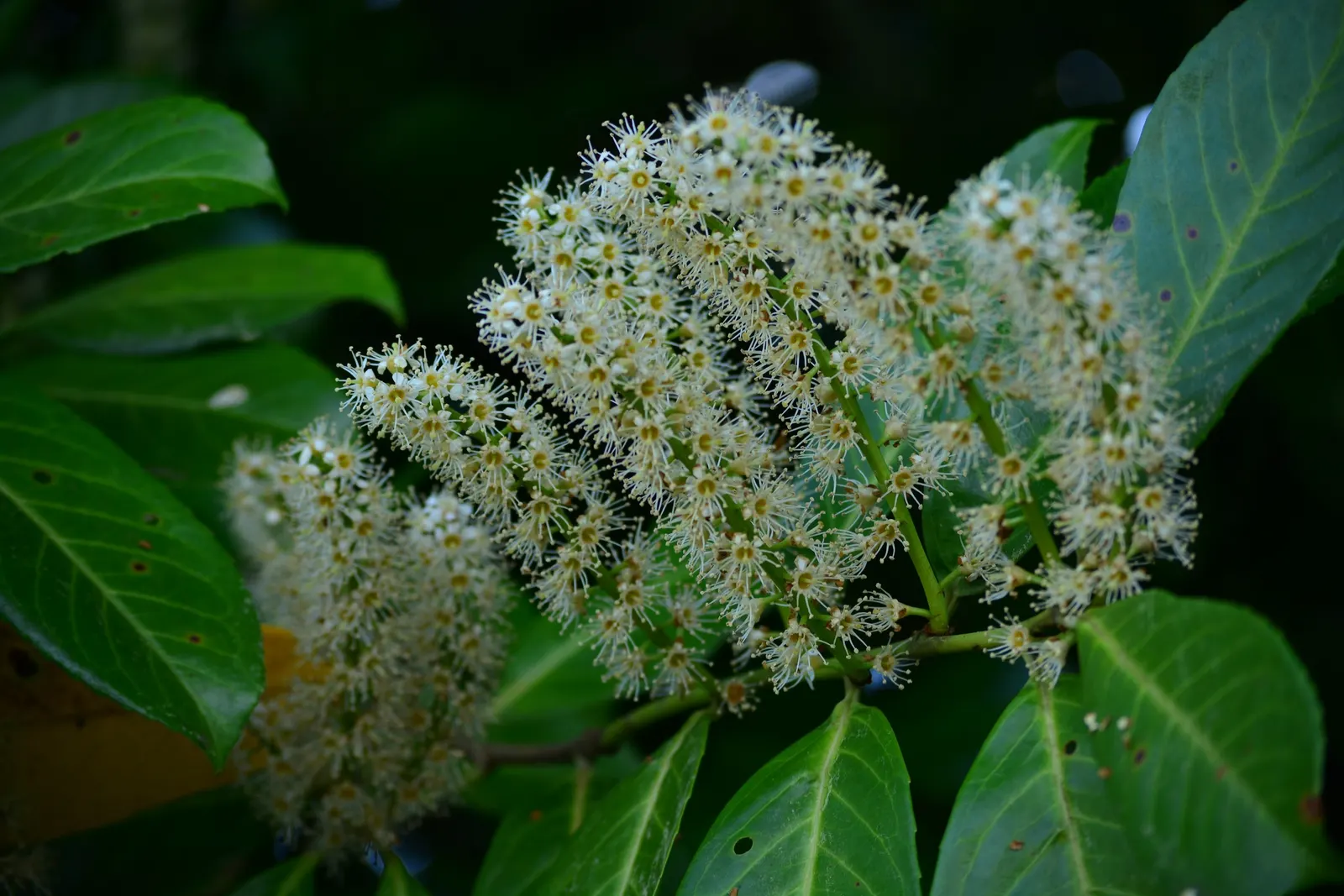 Carolina Laurel Cherry (Prunus Caroliniana) — This hardy native provides excellent screening and resists deer