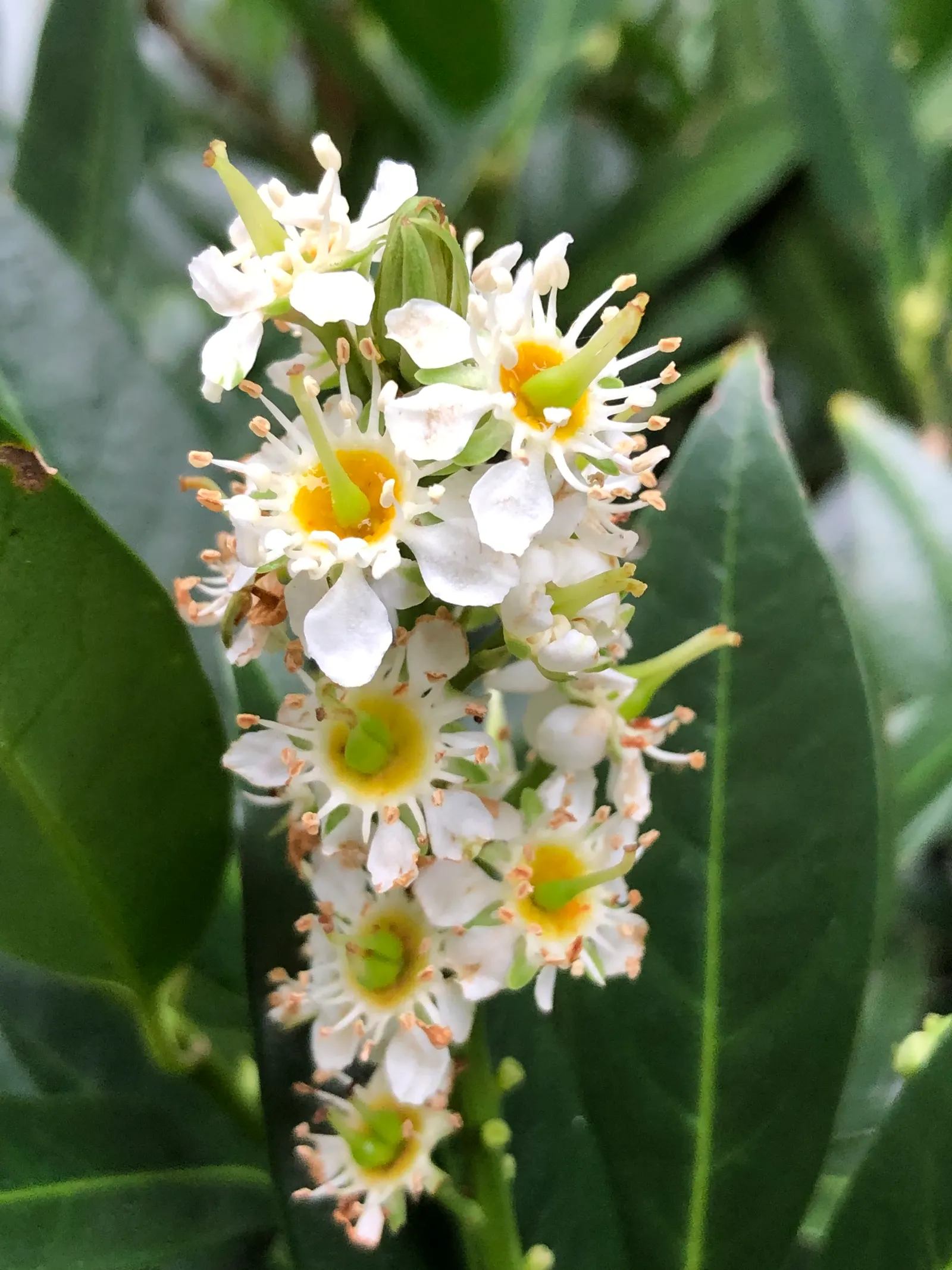 Carolina Laurel Cherry (Prunus Caroliniana) — while its compact growth habit makes it particularly suitable for urban gardens where space might be limited