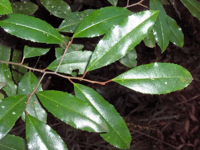 Carolina Laurel Cherry (Prunus Caroliniana) — commonly referred to as Carolina Laurel Cherry; forming in dense racemes 2 to 3 inches long