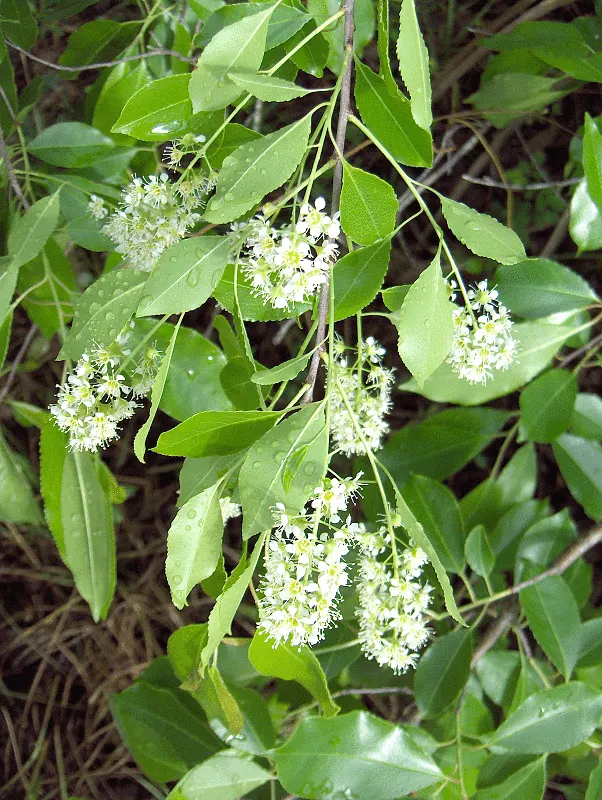 Carolina Laurel Cherry (Prunus Caroliniana) — with a spread of 10 to 20 feet; in late winter to early spring