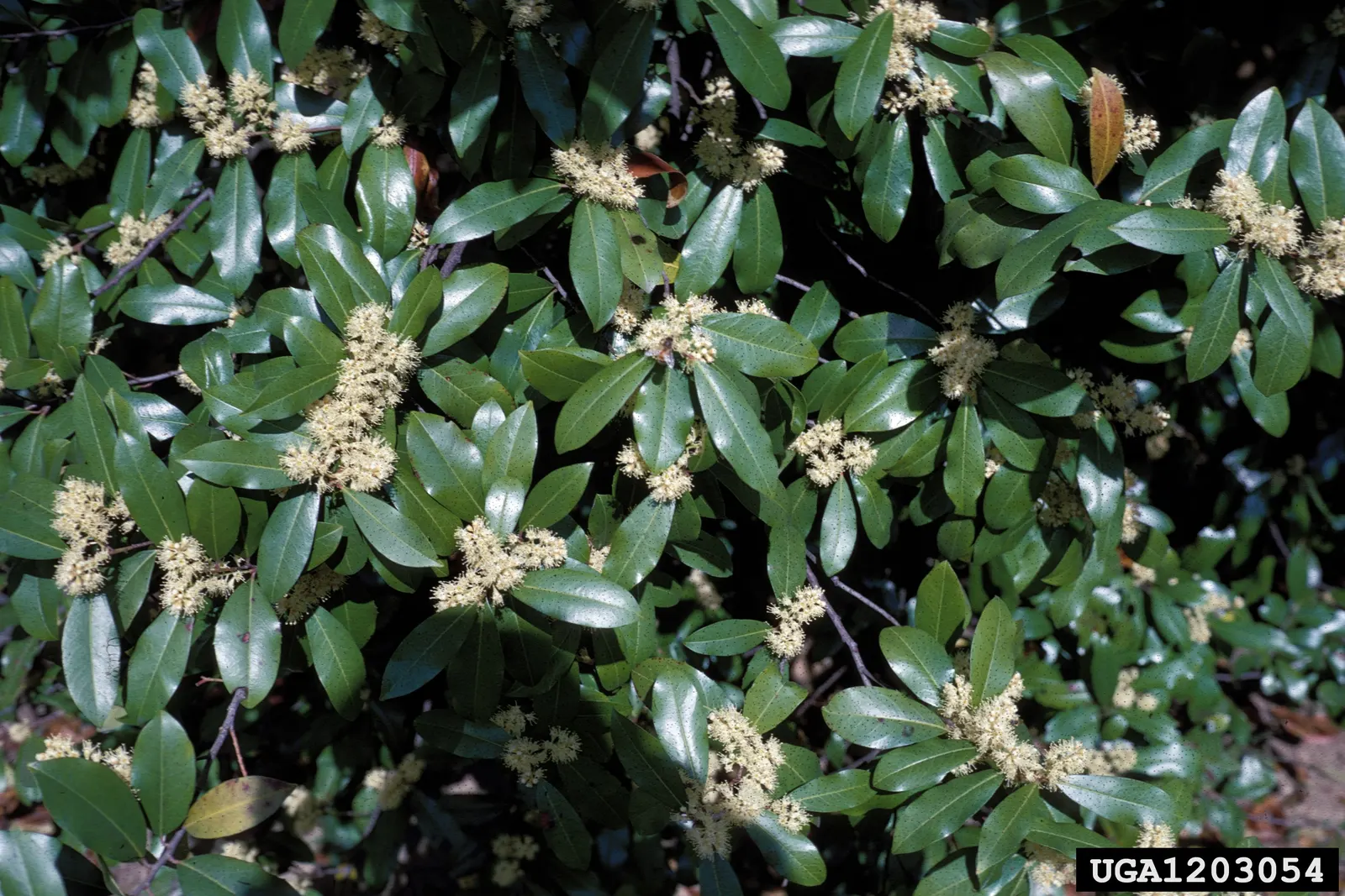 Carolina Laurel Cherry (Prunus Caroliniana) — In late winter to early spring; with a spread of 10 to 20 feet