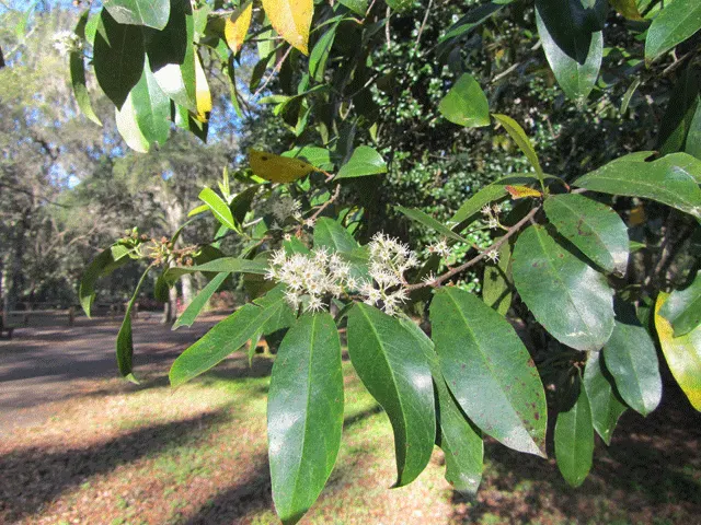 Carolina Laurel Cherry (Prunus Caroliniana) — It thrives in full to partial sun in zones 7-10 and adapts to various soils, preferring moderate moisture; this