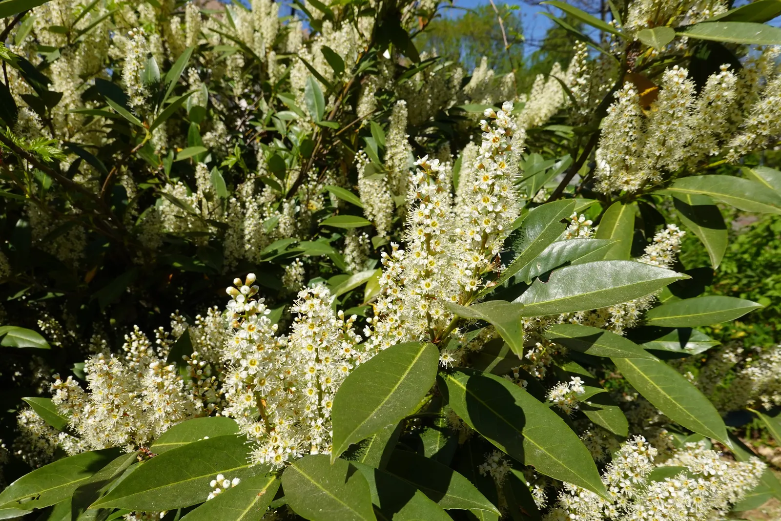 Carolina Laurel Cherry (Prunus Caroliniana) — making it an excellent choice for screens; the Carolina Laurel Cherry is an elegant addition to any landscape