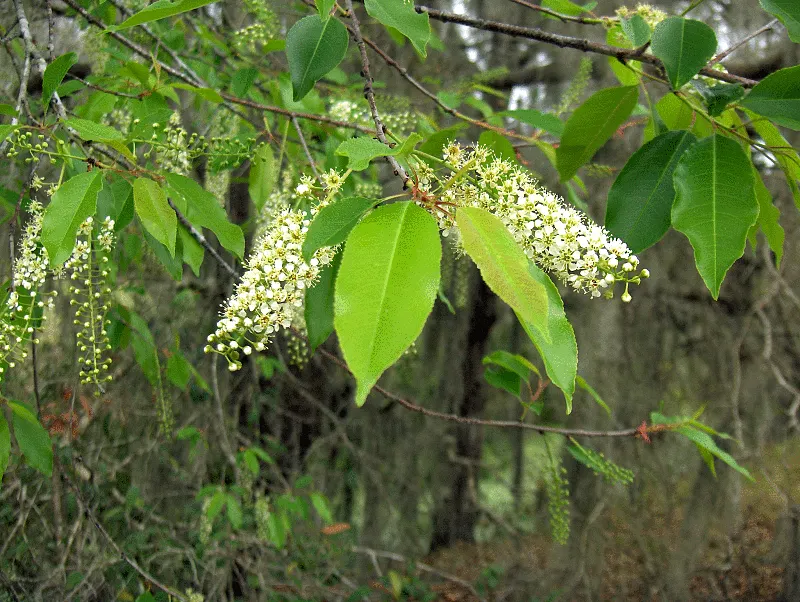 Carolina Laurel Cherry (Prunus Caroliniana) — It boasts glossy dark green leaves and fragrant white spring flowers, followed by black summer cherries; it