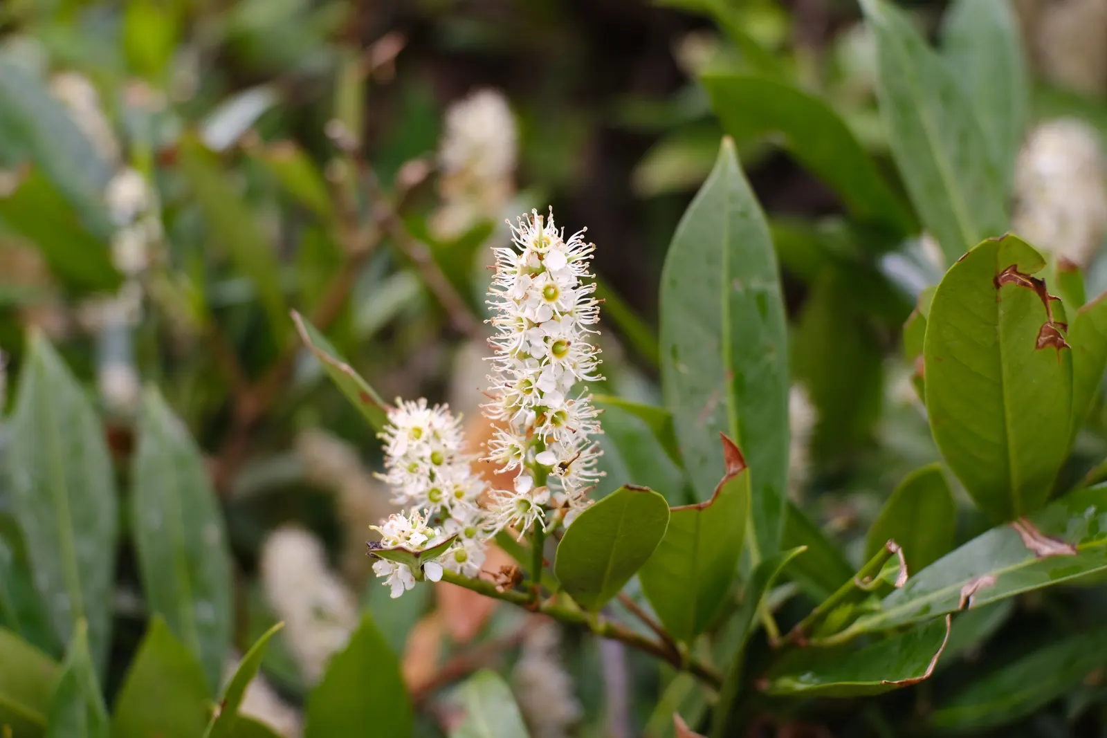 Carolina Laurel Cherry (Prunus Caroliniana) — This hardy native provides excellent screening and resists deer; is an evergreen shrub or small tree