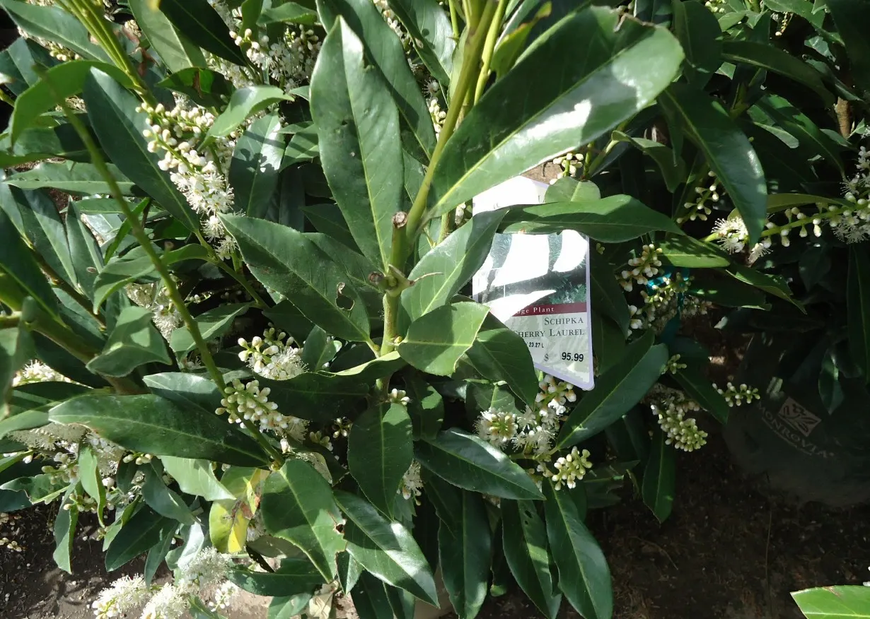 Carolina Laurel Cherry (Prunus Caroliniana) — This versatile species can grow to a mature height of 15 to 30 feet; it thrives in full to partial sun in zones