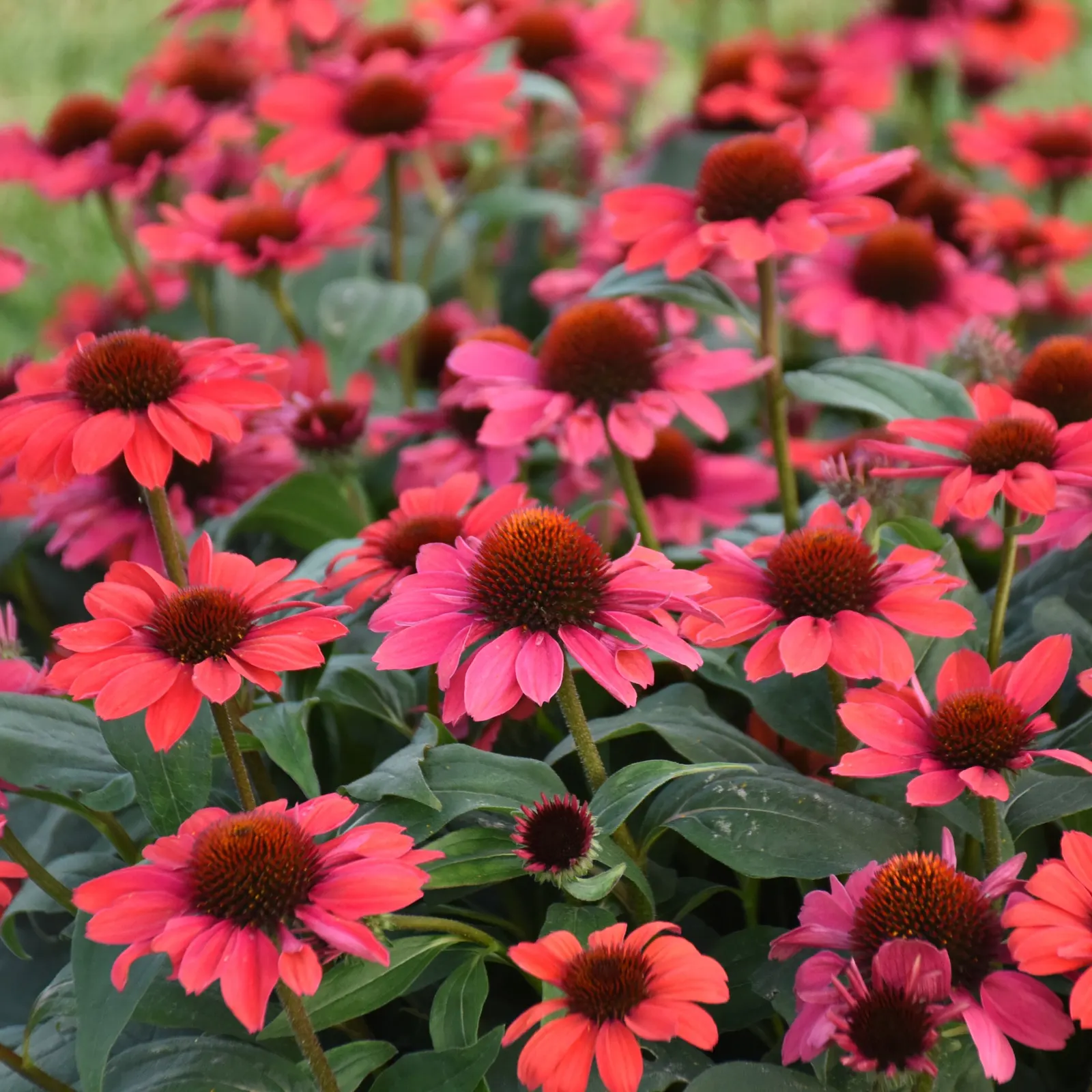 'Knock 'em Red' Coneflower (Echinacea hybrid) — It grows 20-24 inches tall and 16-20 inches wide, with a compact, well-branched habit