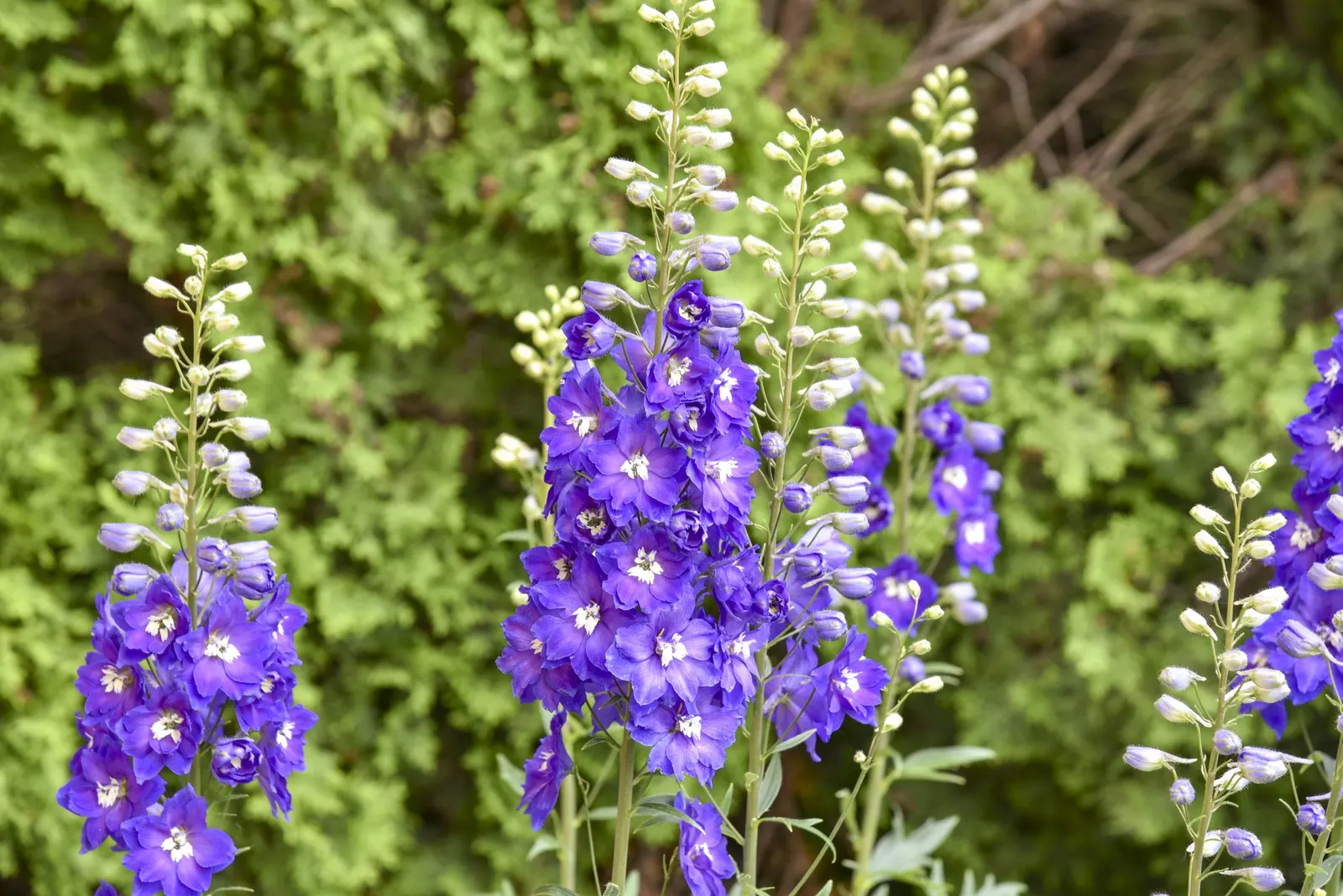 'Violets are Blue' Hybrid Bee Delphinium (Delphinium elatum) — Part of the Proven Winners® collection
