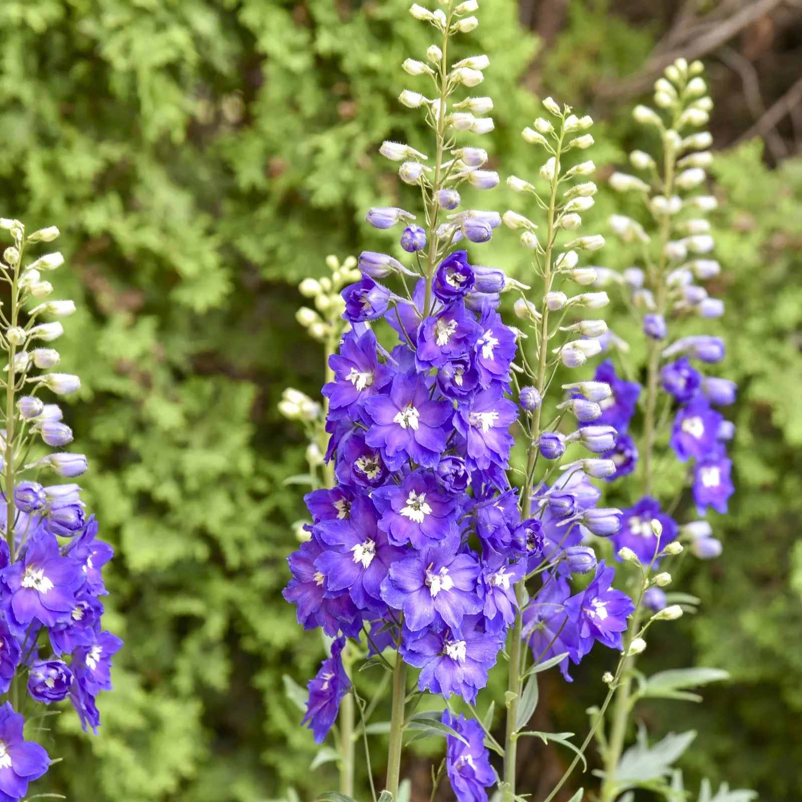 'Violets are Blue' Hybrid Bee Delphinium (Delphinium elatum) — It grows 30-36 inches tall and 18-24 inches wide, offering sturdy midsize height for borders or