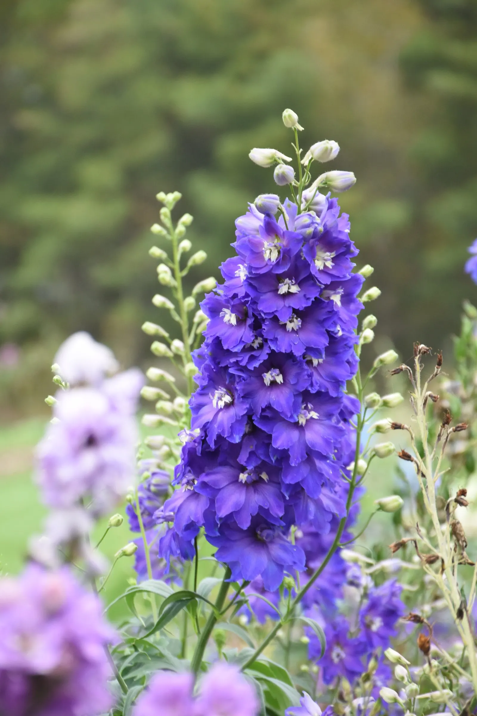 'Violets are Blue' Hybrid Bee Delphinium (Delphinium elatum) — commonly referred to as 'Violets are Blue' Hybrid Bee Delphinium