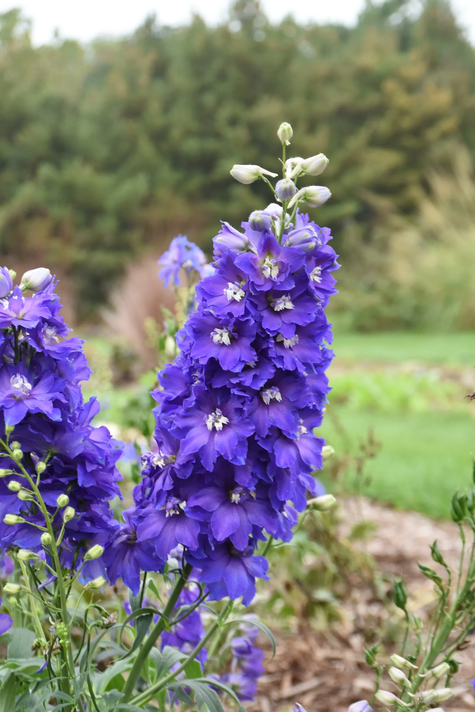 'Violets are Blue' Hybrid Bee Delphinium (Delphinium elatum) — Plant in part sun to sun with rich, alkaline, well-drained soil and average moisture