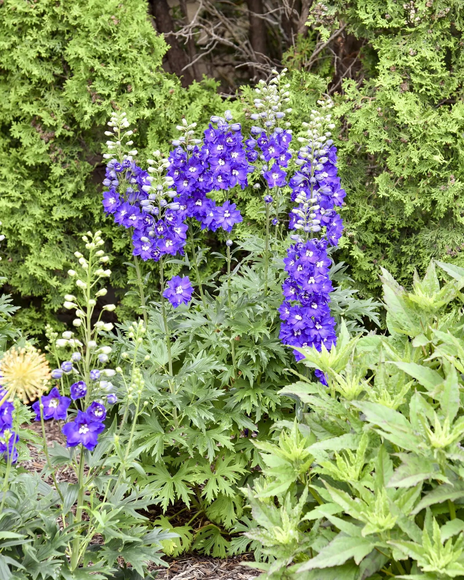 'Violets are Blue' Hybrid Bee Delphinium (Delphinium elatum) — this upright selection is prized for its vivid violet-blue flower spires