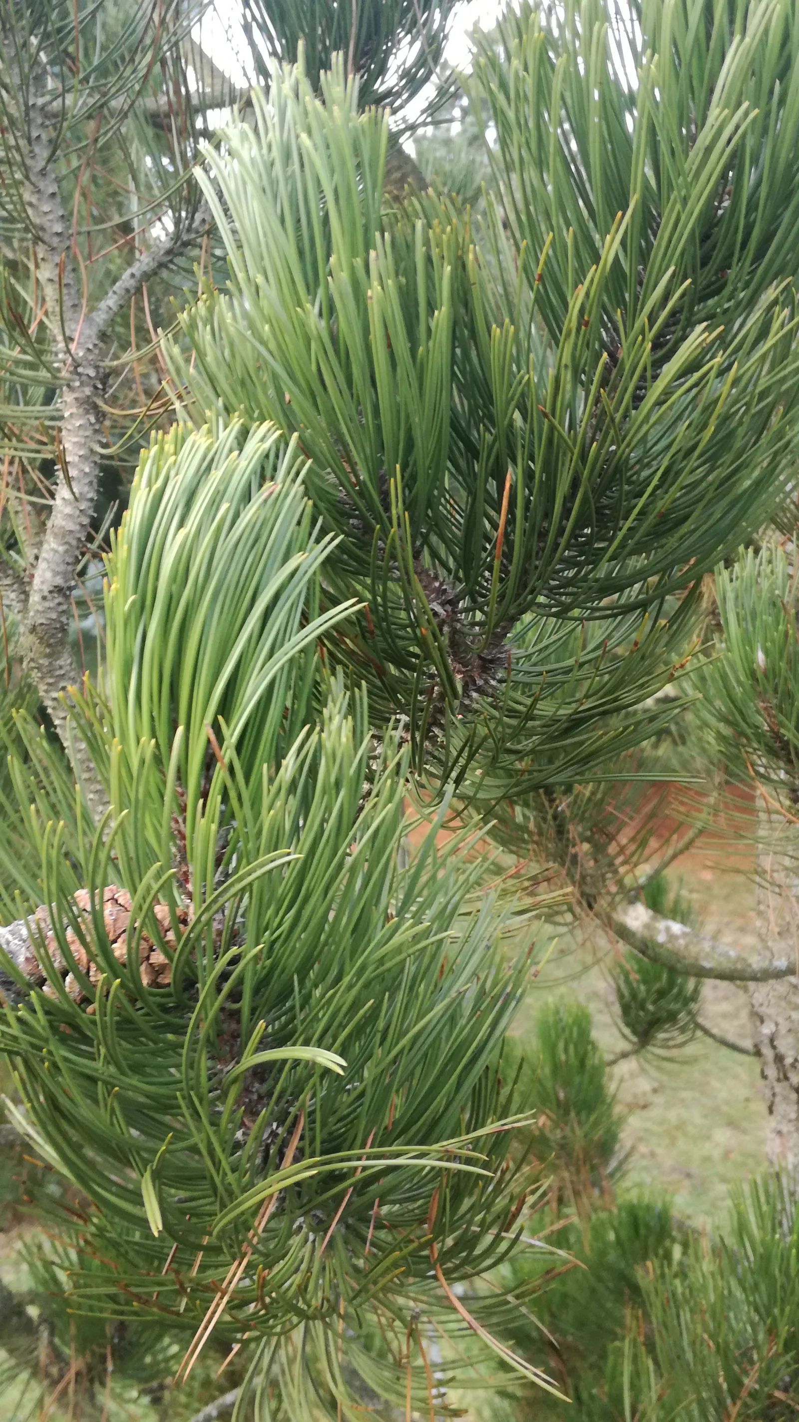 Bosnian Pine (Pinus Heldreichii) — <br><br>Ideal for creating a focal point in the garden or as part of a windbreak