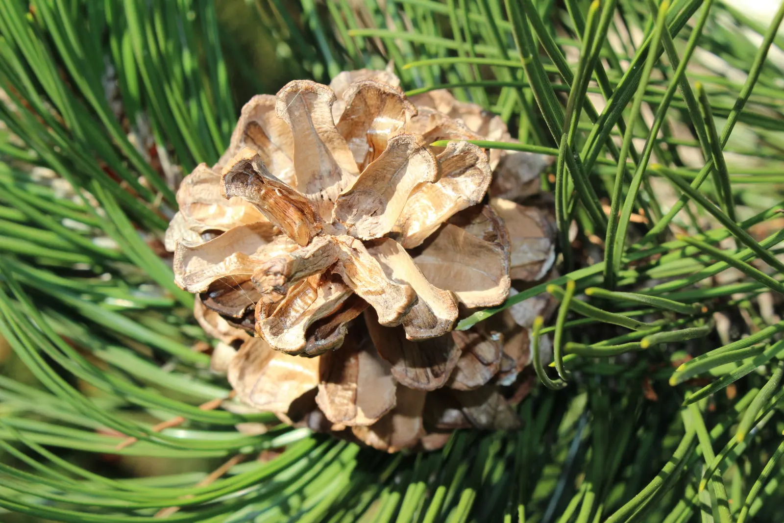 Bosnian Pine (Pinus Heldreichii) — conifer / tree for full