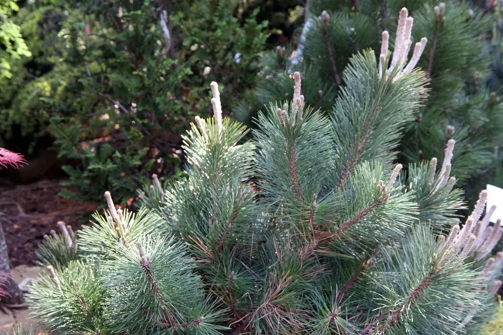 Bosnian Pine (Pinus Heldreichii) — brown hue.<br><br>This pine species is valued for its resilience and adaptability