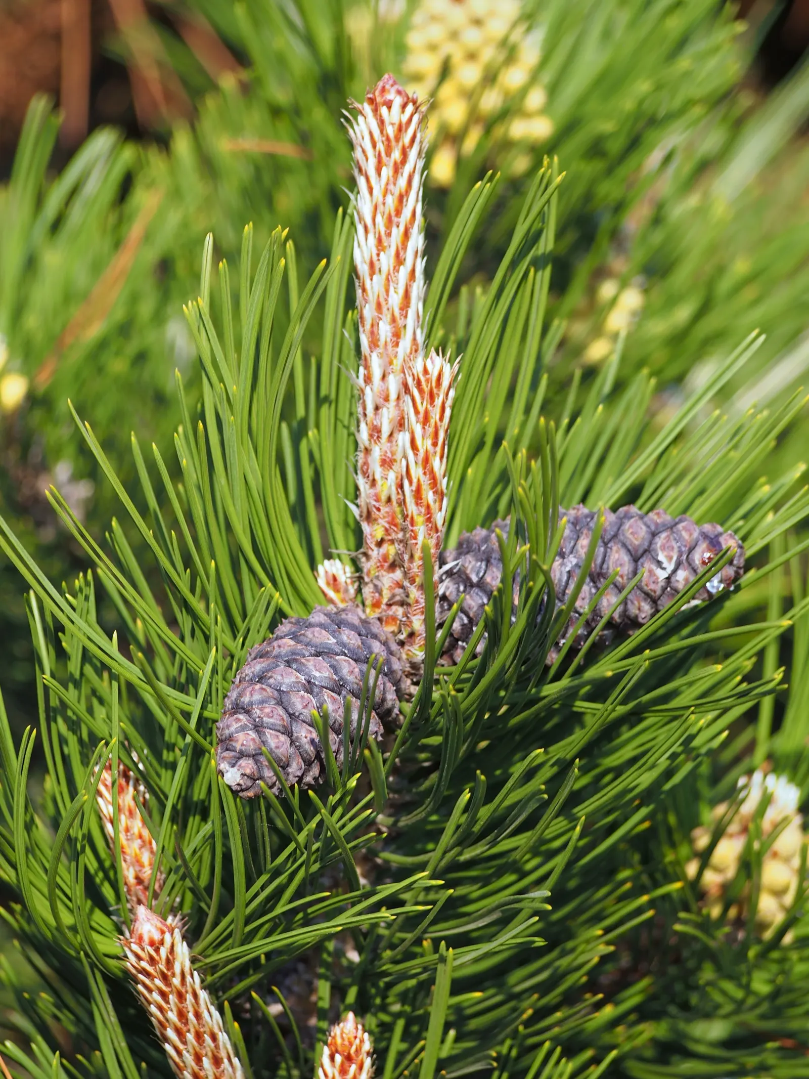Bosnian Pine (Pinus Heldreichii) — including those that are rocky or sandy