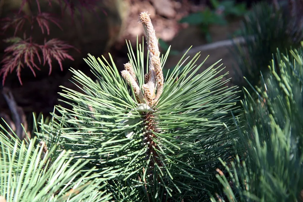 Bosnian Pine (Pinus Heldreichii) — thriving in hardiness zones 4 through 7