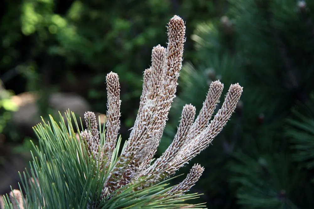 Bosnian Pine (Pinus Heldreichii) — and are known for their exceptionally long life span of up to five years