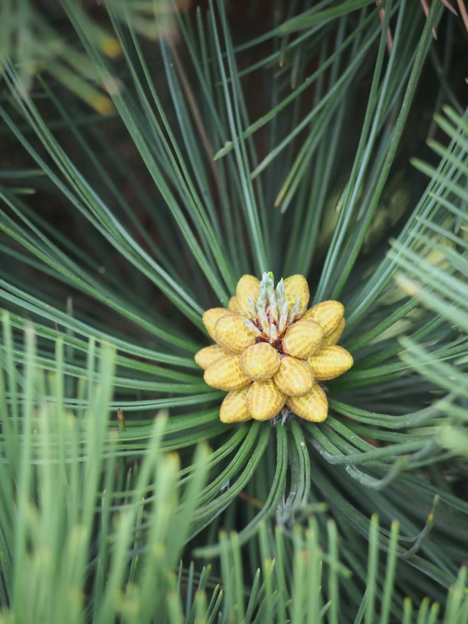 Bosnian Pine (Pinus Heldreichii) — The Bosnian Pine possesses a distinctive; they appear in bundles of two