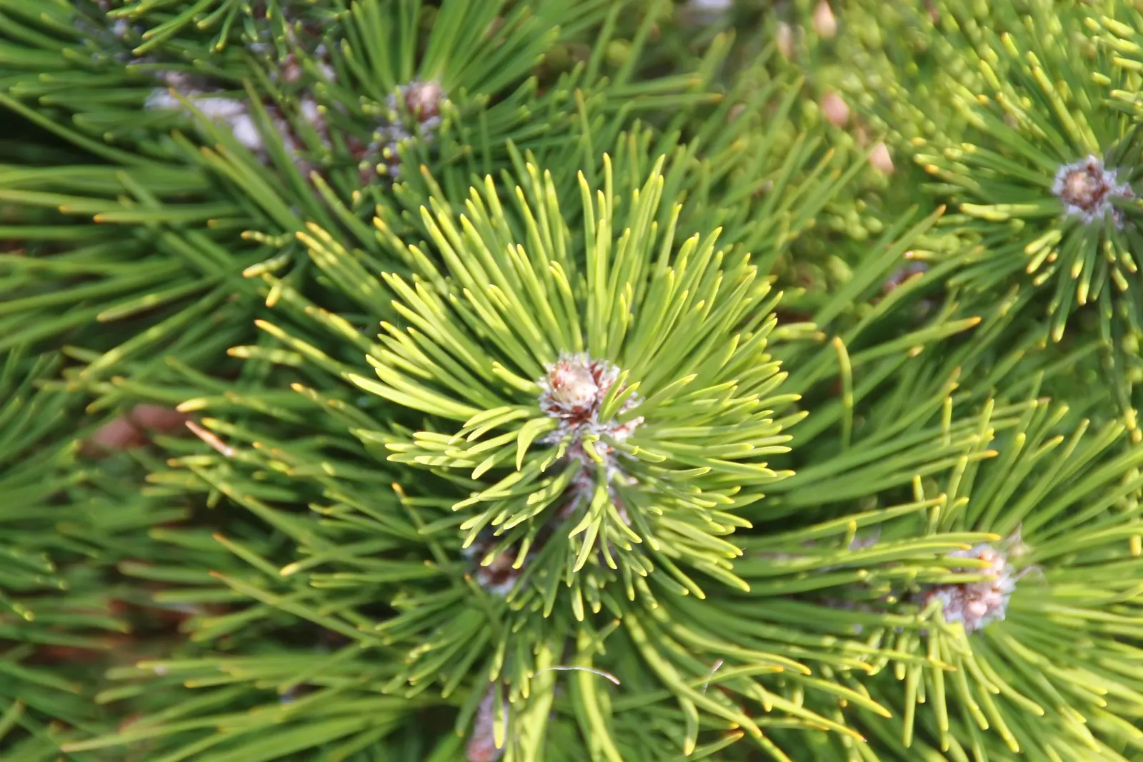 Bosnian Pine (Pinus Heldreichii) — The cones of the Bosnian Pine are equally impressive