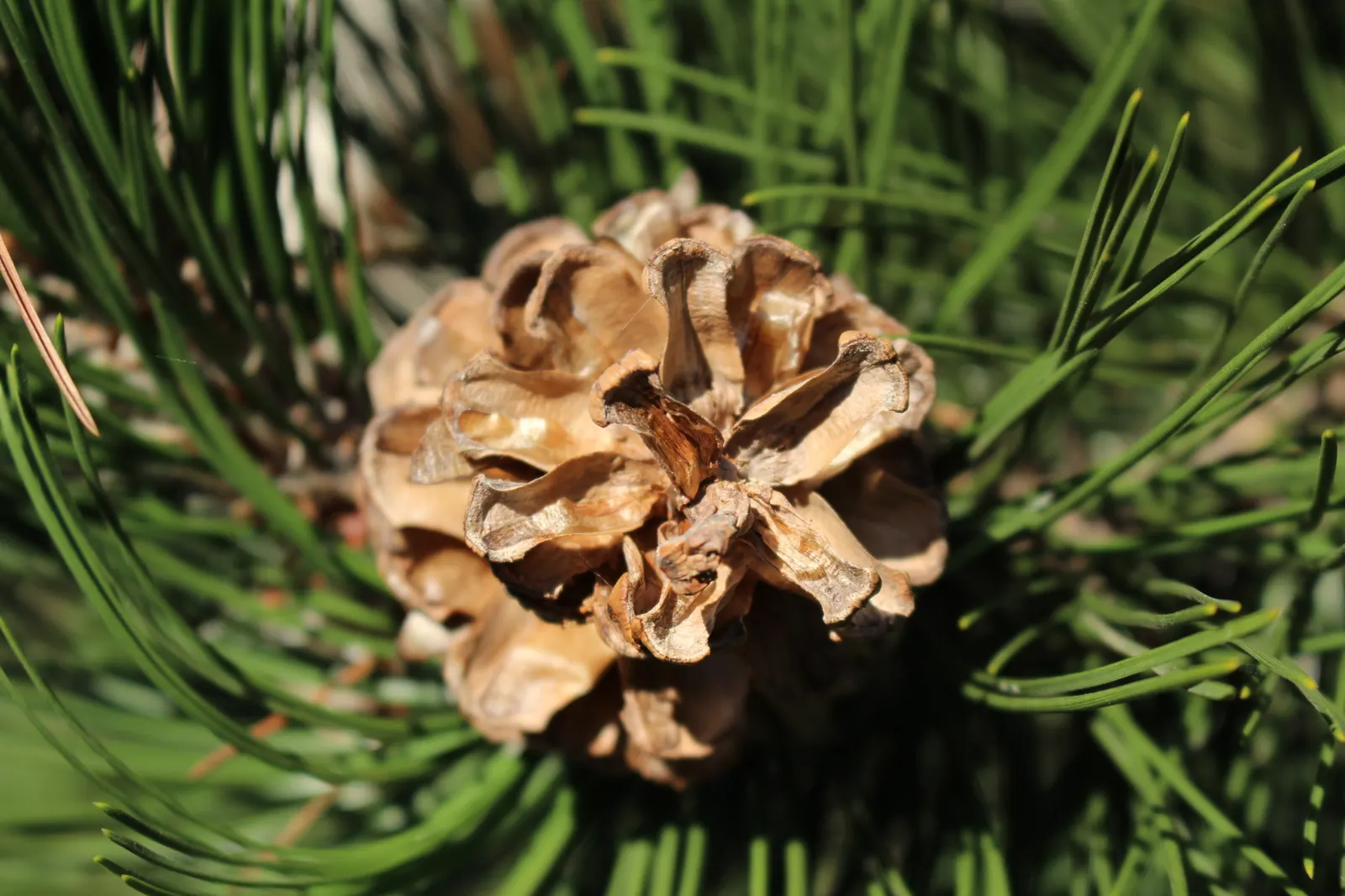 Bosnian Pine (Pinus Heldreichii) — Clients will appreciate its stately presence and the minimal care it requires to maintain its beauty