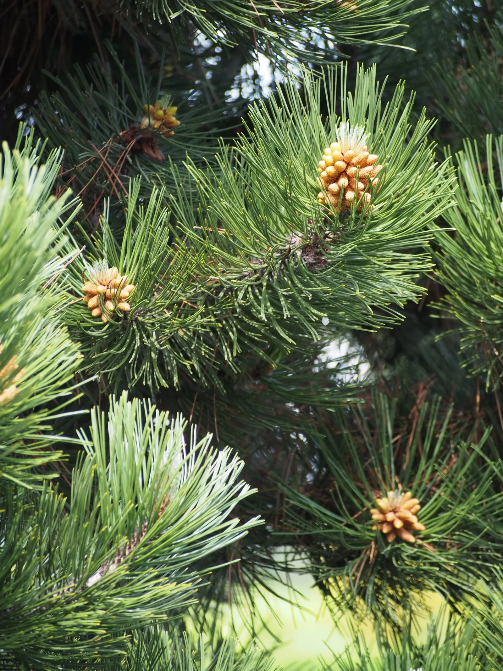 Bosnian Pine (Pinus Heldreichii) — with remarkable drought tolerance; gradually acquiring a more rounded and irregular crown with age