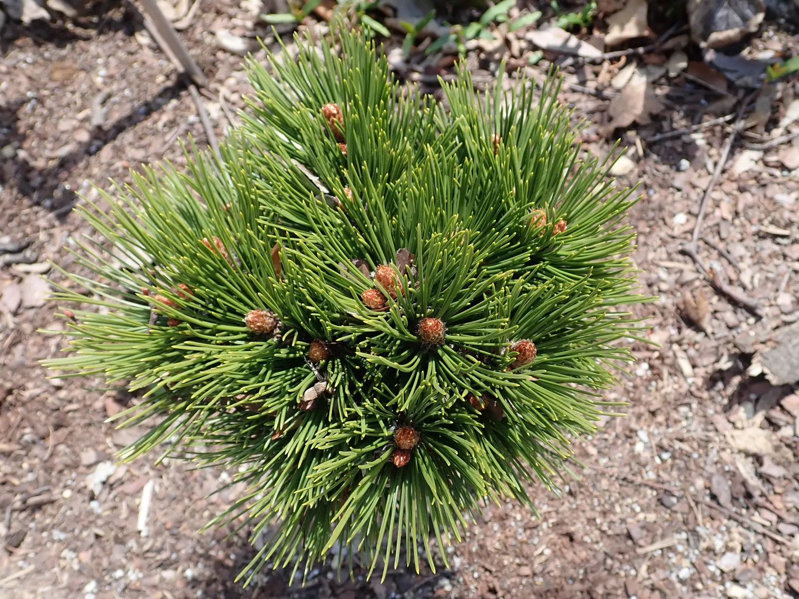 Bosnian Pine (Pinus Heldreichii) — Perfect for accentuating vertical lines in landscapes; conifer / tree for full