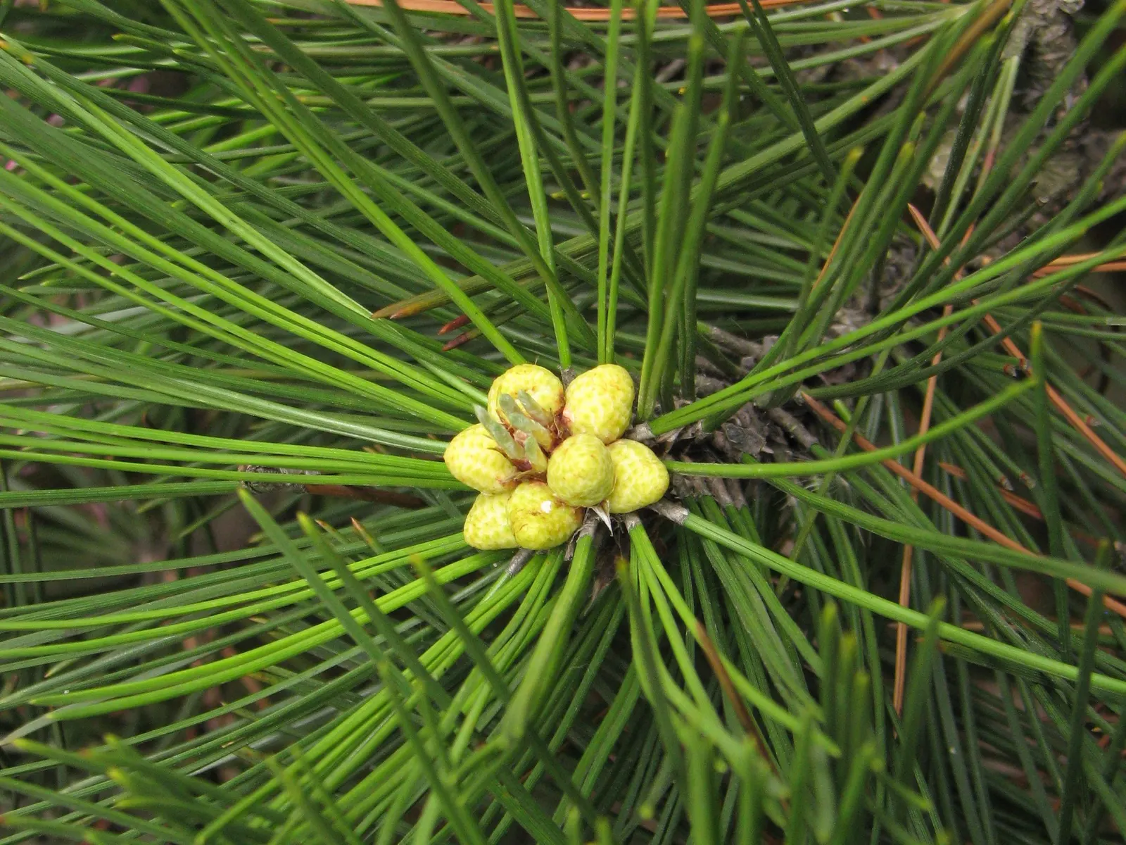 Bosnian Pine (Pinus Heldreichii) — densely pyramidal to columnar form in its youth; thriving in hardiness zones 4 through 7