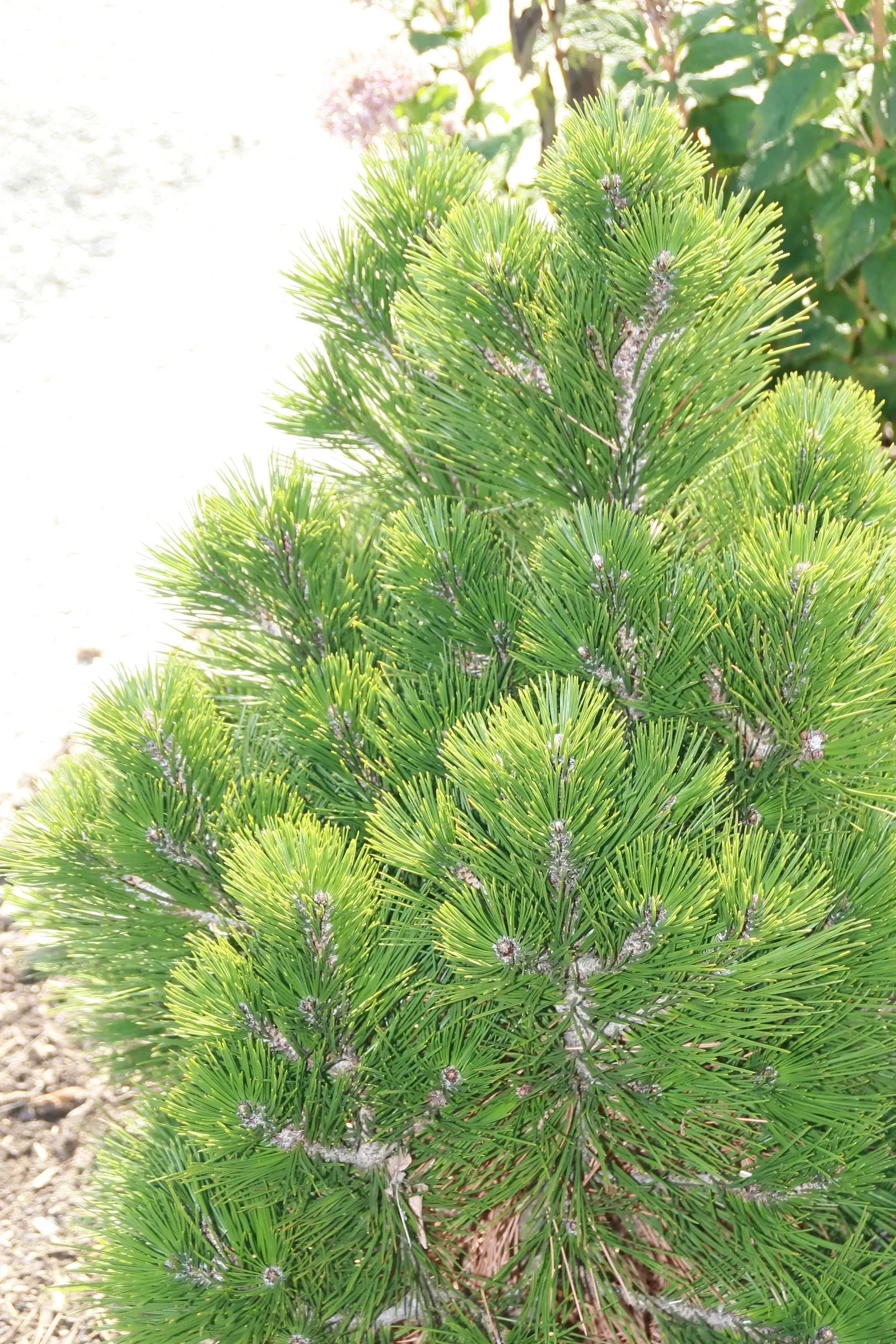 Bosnian Pine (Pinus Heldreichii) — It prefers well-drained soil and is drought-tolerant once established, requiring minimal irrigation