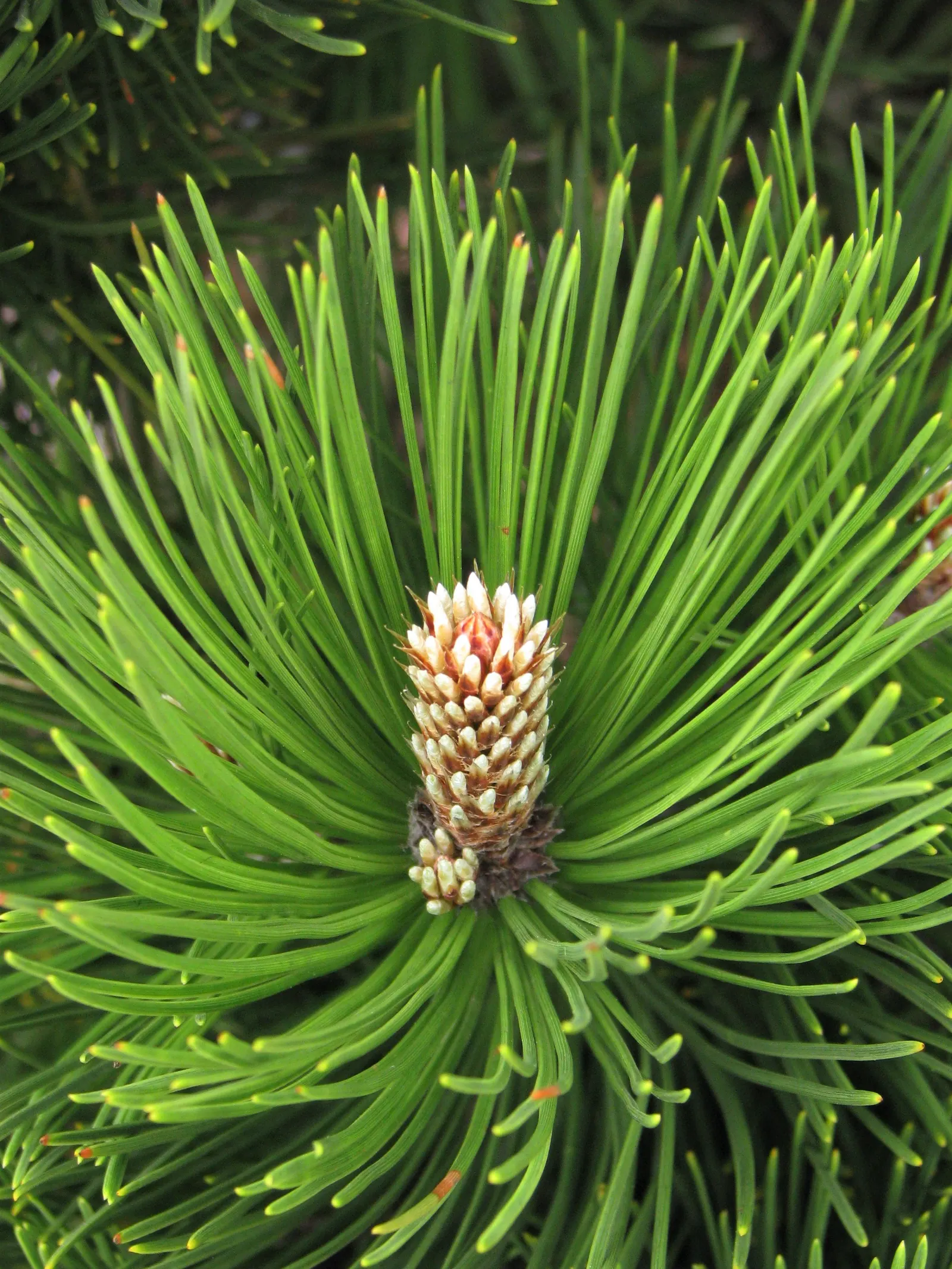 Bosnian Pine (Pinus Heldreichii) — is a majestic evergreen that is highly admired for its robust and picturesque growth habit; makes it an excellent choice for