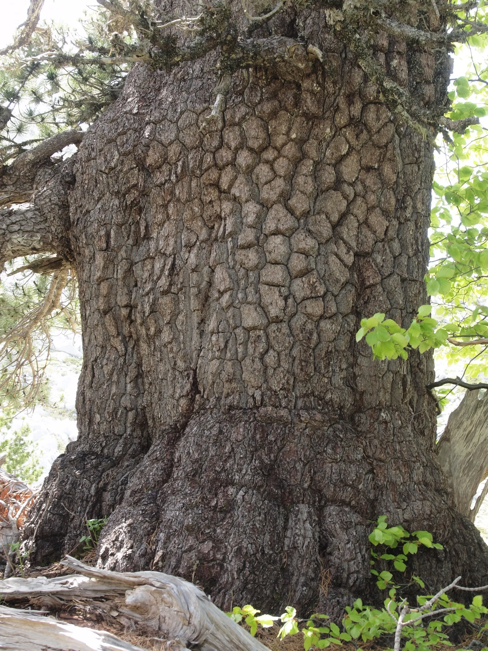 Bosnian Pine (Pinus Heldreichii) — it thrives in well-drained soil and full sun; with remarkable drought tolerance