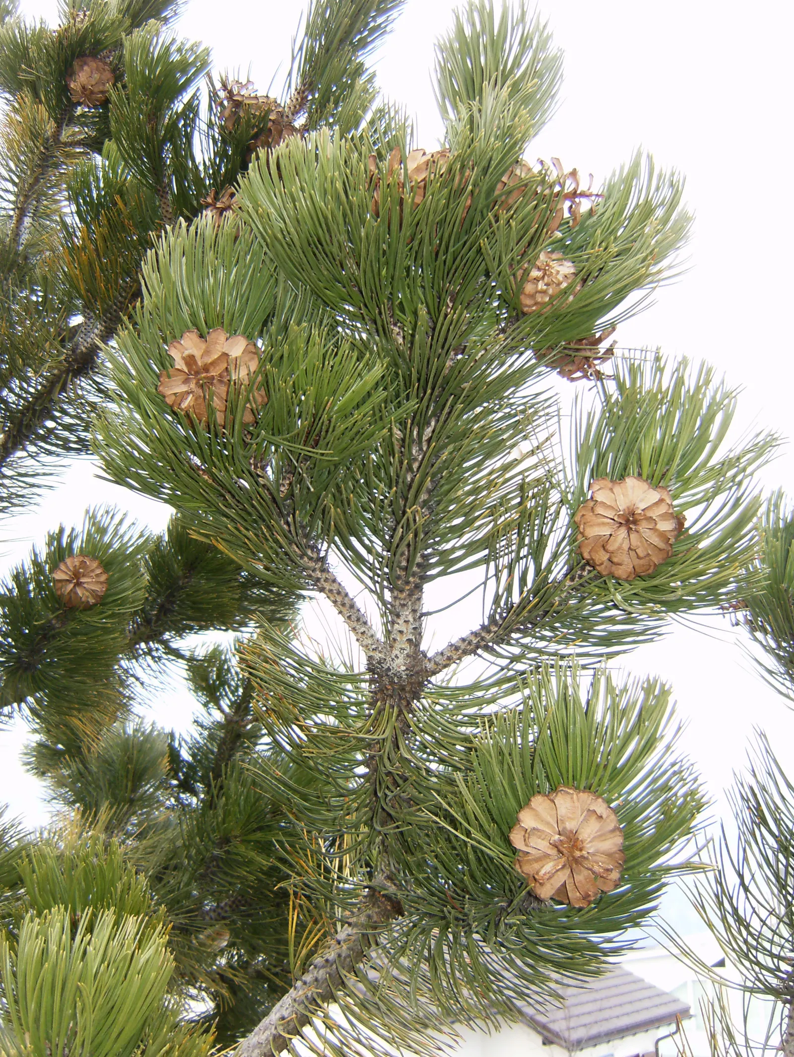 Bosnian Pine (Pinus Heldreichii) — prized for its adaptability and ornamental qualities; with a canopy spread of 20 to 30 feet when reaching full maturity