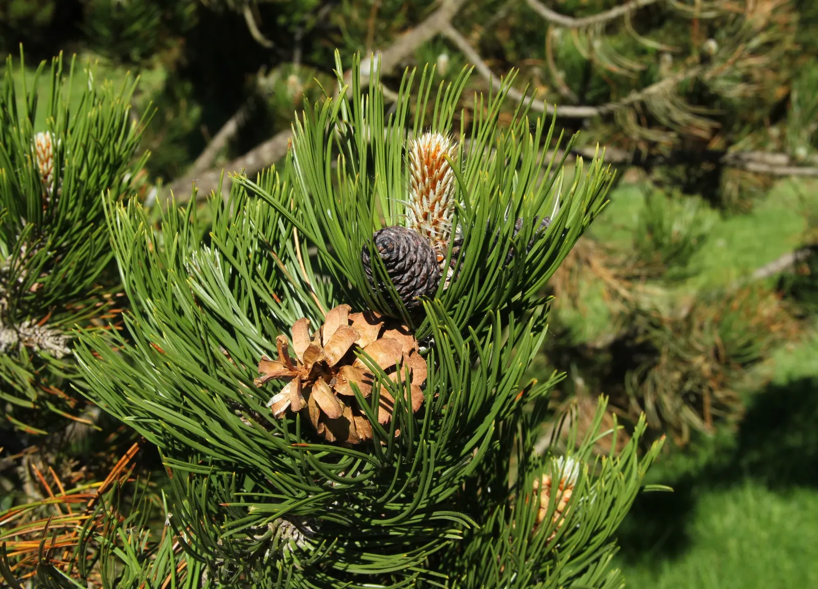 Bosnian Pine (Pinus Heldreichii) — the Bosnian Pine offers year-round interest and is a durable addition to any landscape design