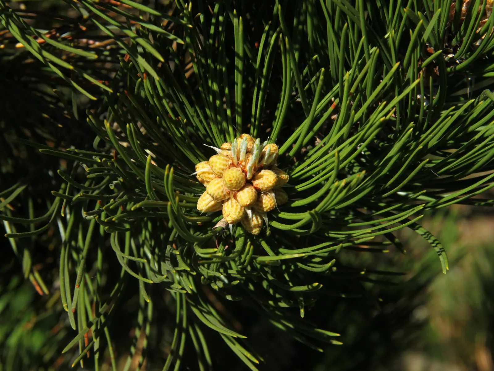 Bosnian Pine (Pinus Heldreichii) — The Bosnian Pine (Pinus heldreichii) is a robust evergreen conifer; its dense, dark green needles and distinctive conical