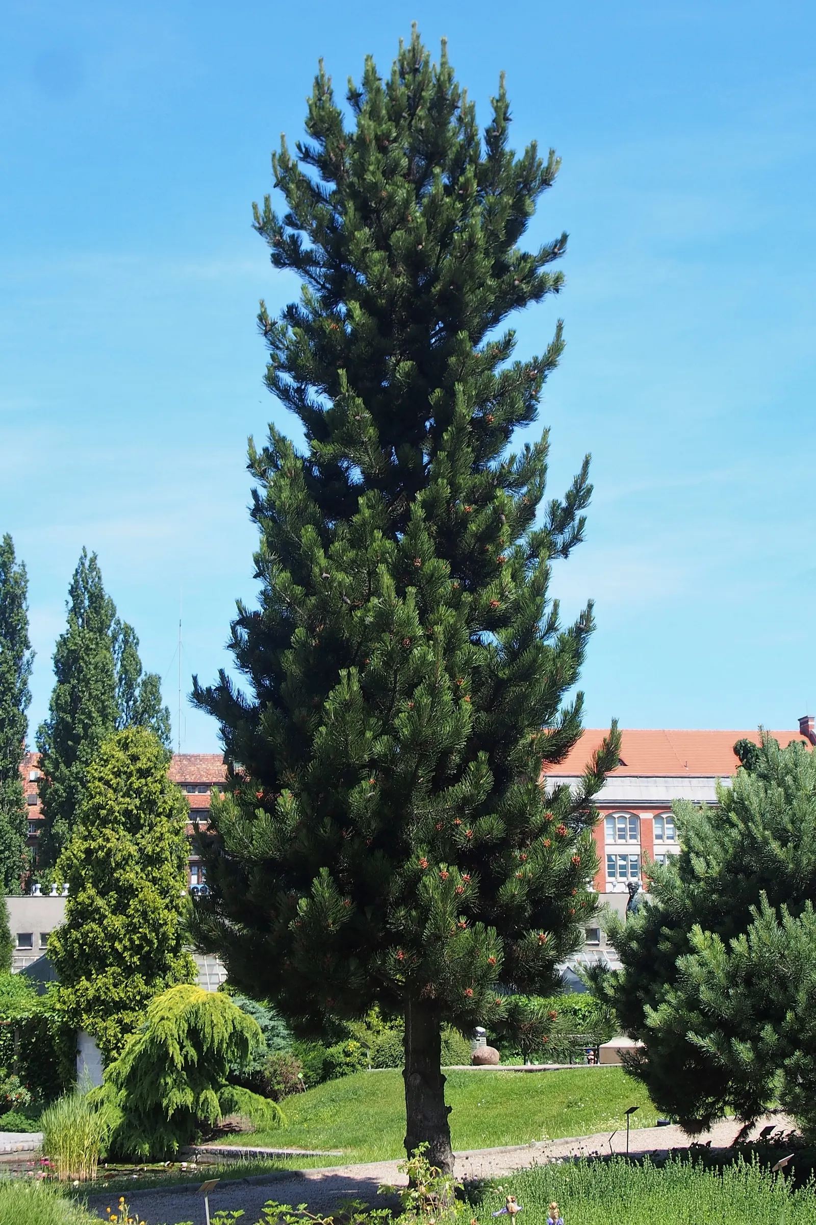 Bosnian Pine (Pinus Heldreichii) — makes it an excellent choice for a landscape designer seeking a low-maintenance yet visually striking specimen