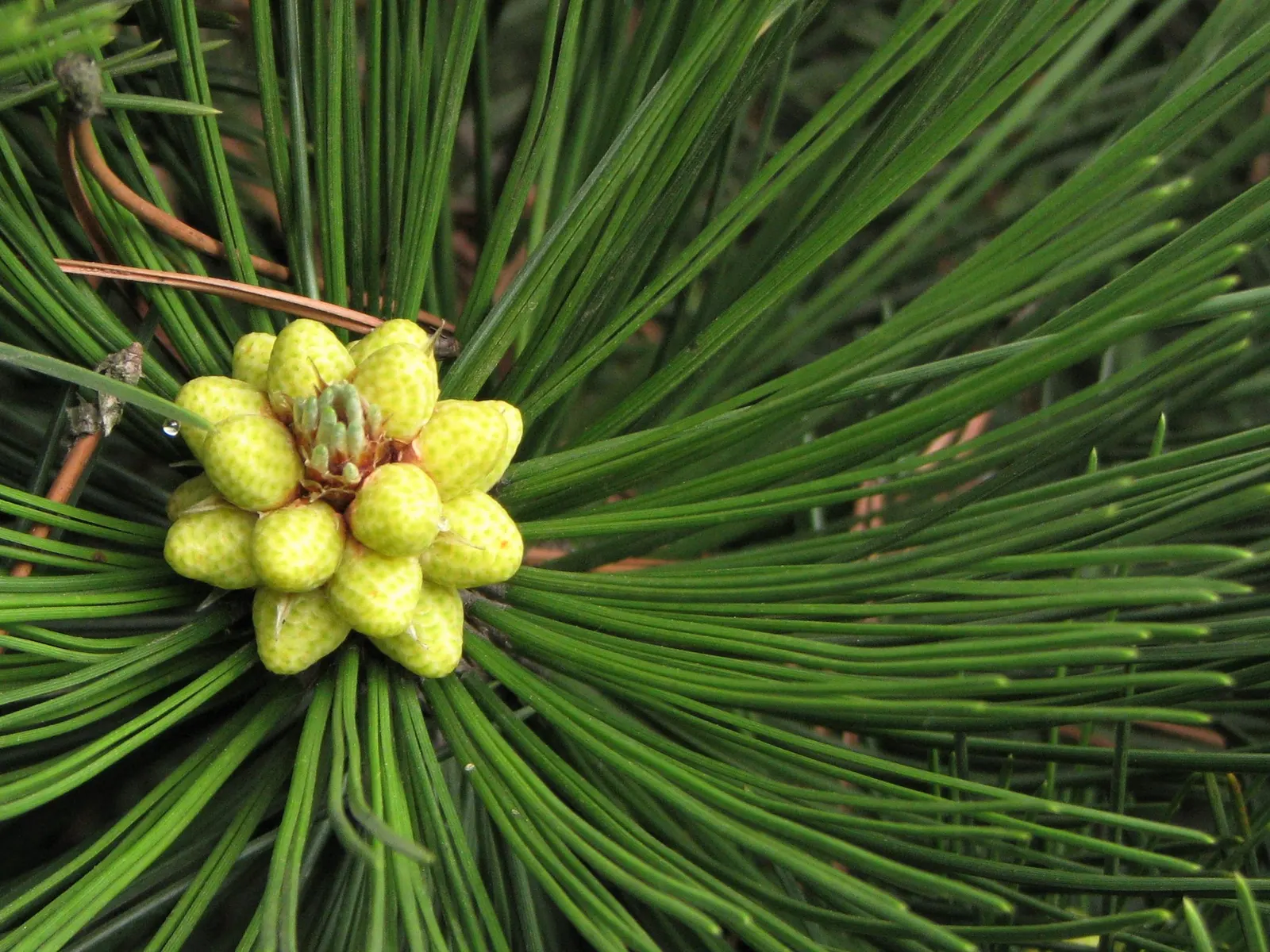 Bosnian Pine (Pinus Heldreichii) — scientifically known as Pinus heldreichii; growing up to 3 inches long