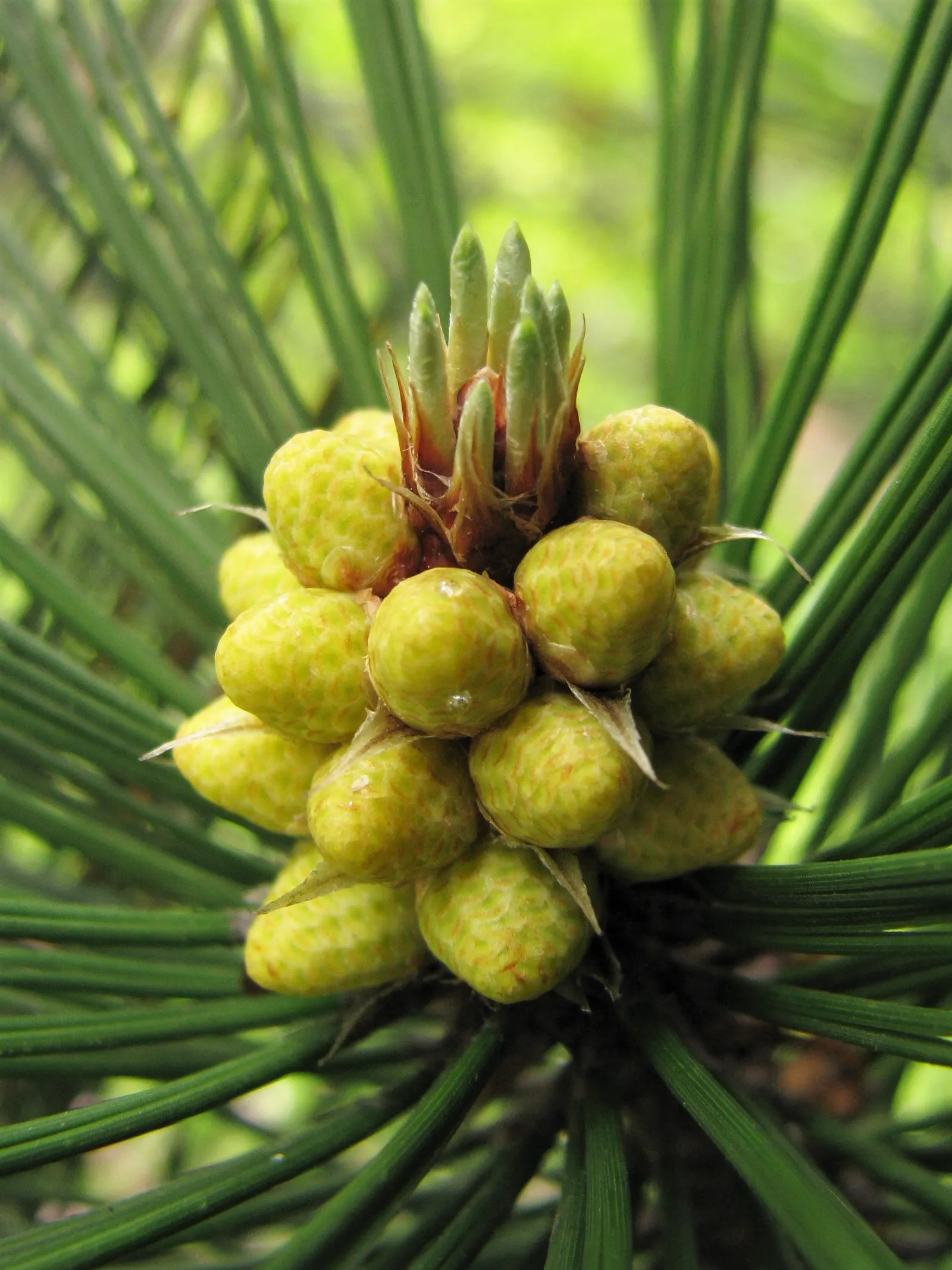 Bosnian Pine (Pinus Heldreichii) — This exquisite conifer can achieve a height ranging from 30 to 60 feet; it boasts a narrow, pyramidal form, reaching up to